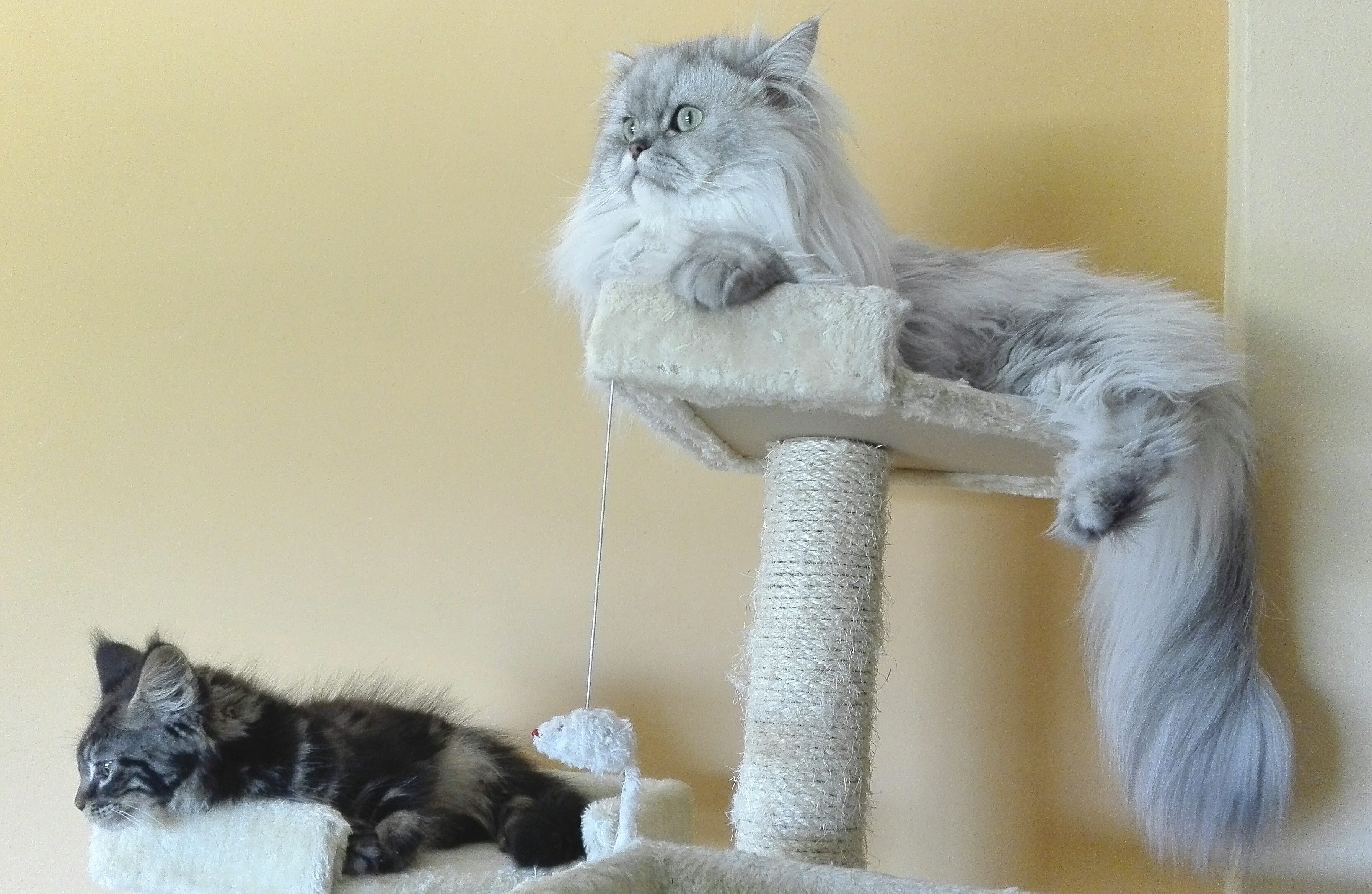 puppy, animal, looking away, portrait, silver shaded, whisker, puppies, Persian Cats, Chinchilla, home interior, mainecoon, one animal, hair, animal hair, HD Wallpaper