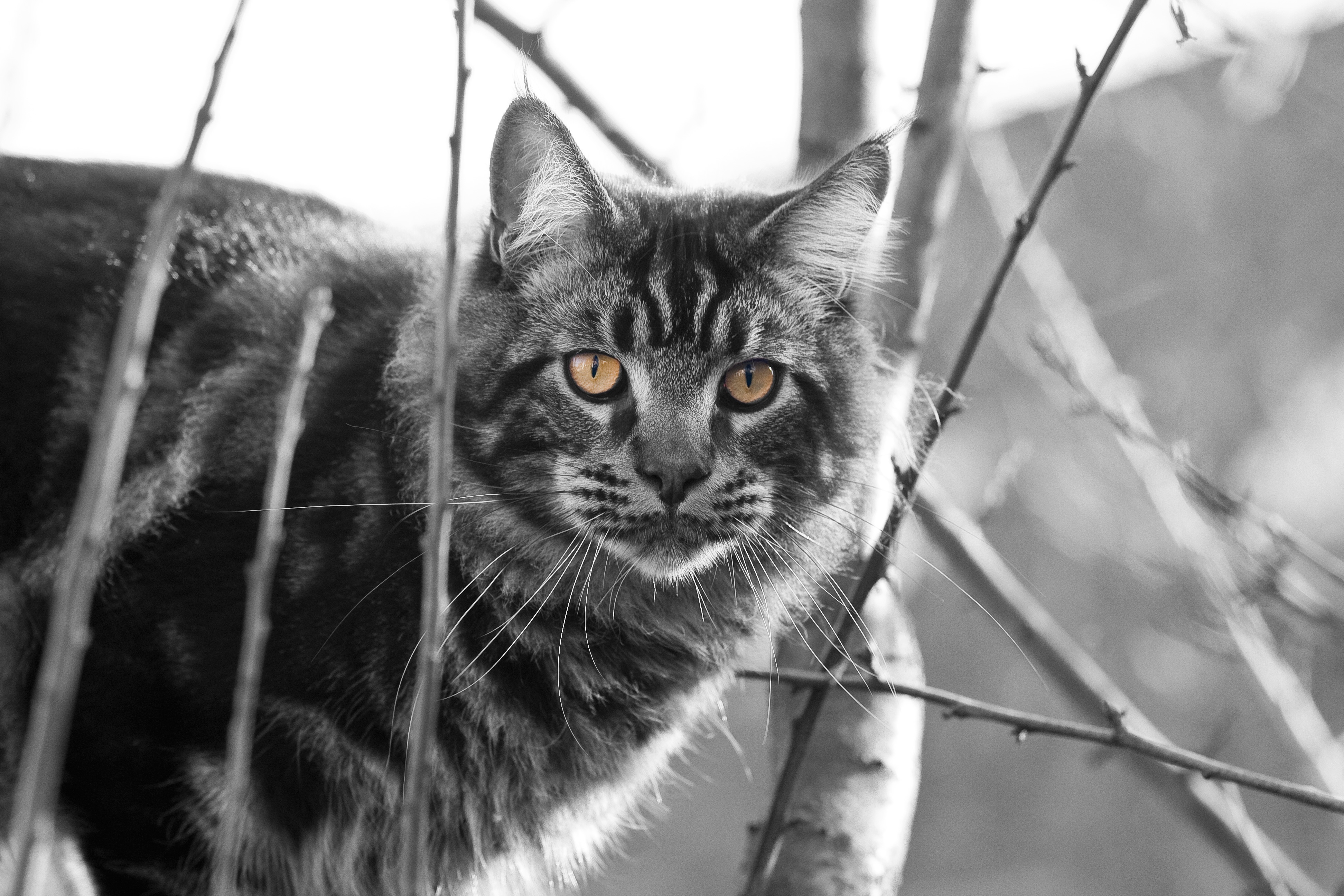 looking at camera, feline, no people, animal head, portrait, animal, animal eye, close-up, eyes, yellow eyes, animal themes, domestic, pets, vertebrate, HD Wallpaper