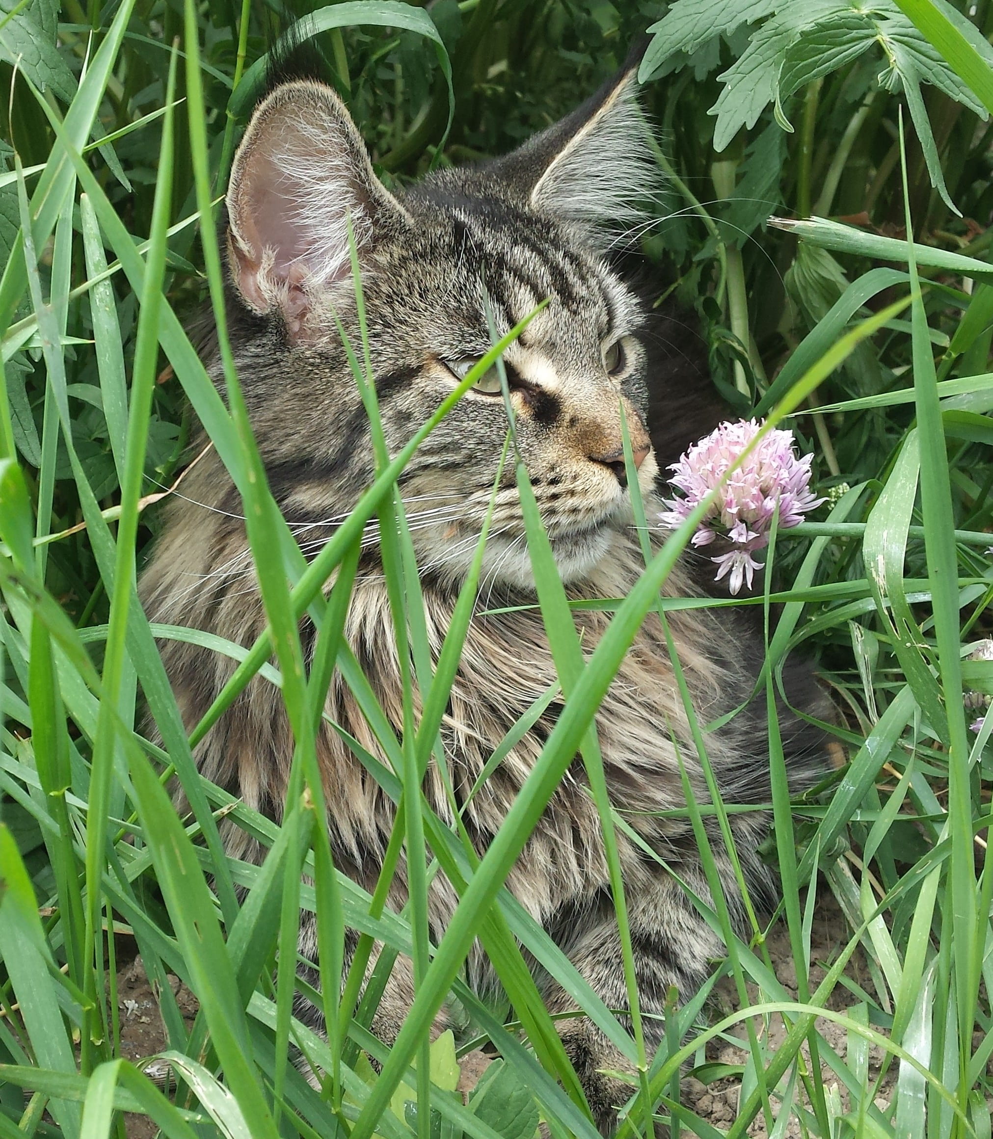 animal themes, leaf, Pet, domestic cat, feline, mainecoon, kitten, plant, adidas, outdoors, flower, animal, cat, mammal, one animal, day, maine coon, domestic animals, Phone HD Wallpaper