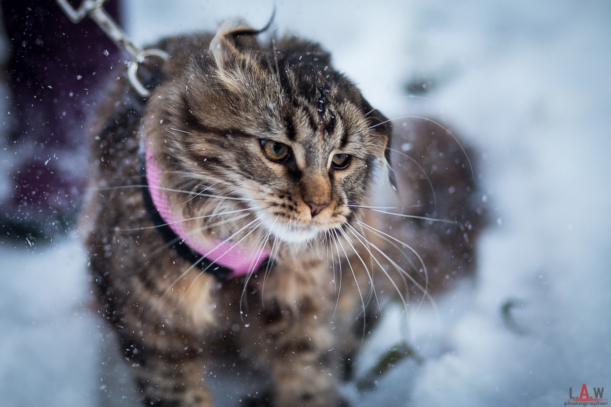 British fold, winter, 1080P, animals, mainecoon, red, DOMAINEERING, HD Wallpaper