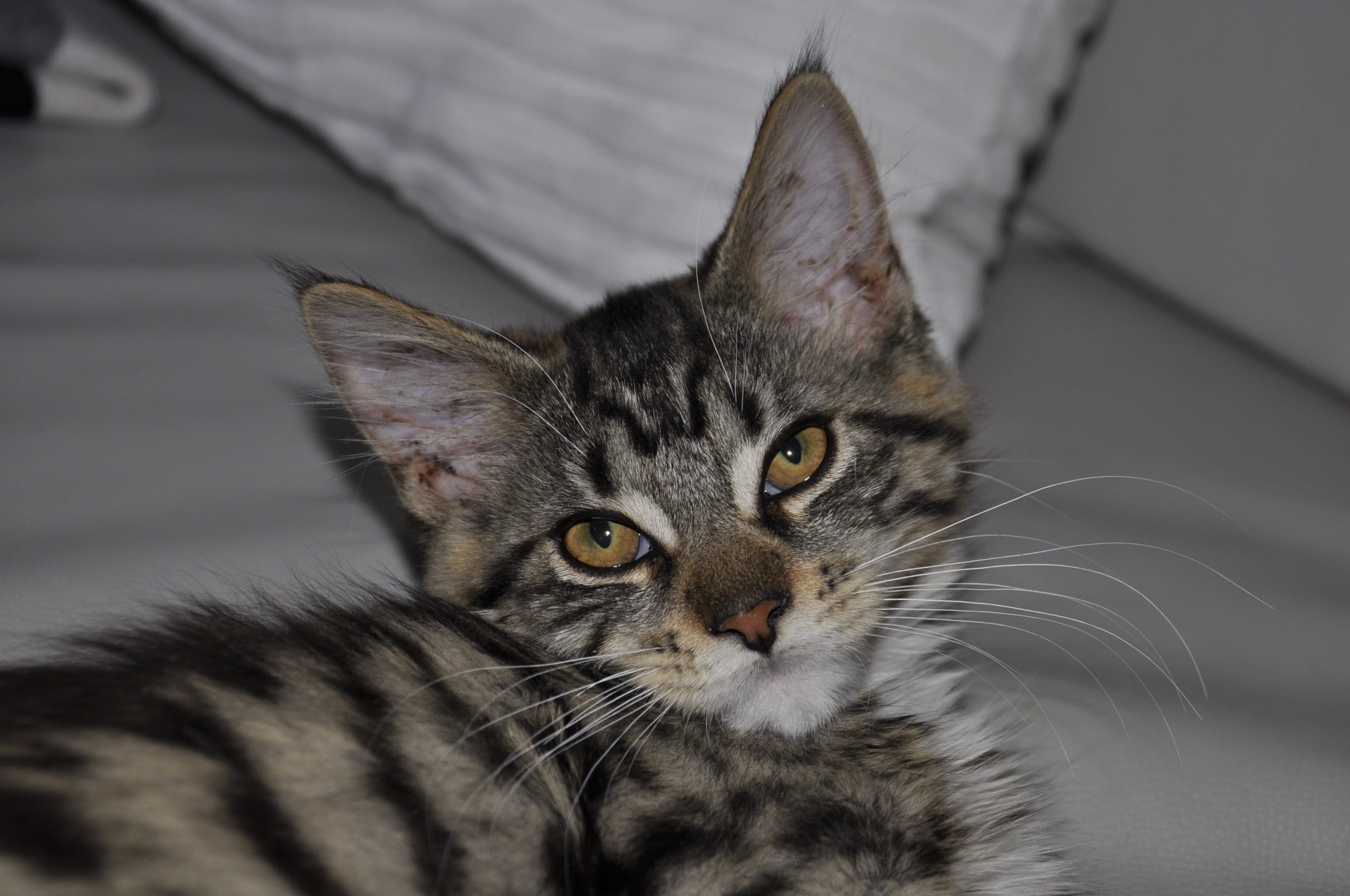 Cat, indoors, animal head, Mainecoon, domestic cat, relaxation, feline, animal body part, looking at camera, whisker, yellow eyes, animal themes, animal, HD Wallpaper