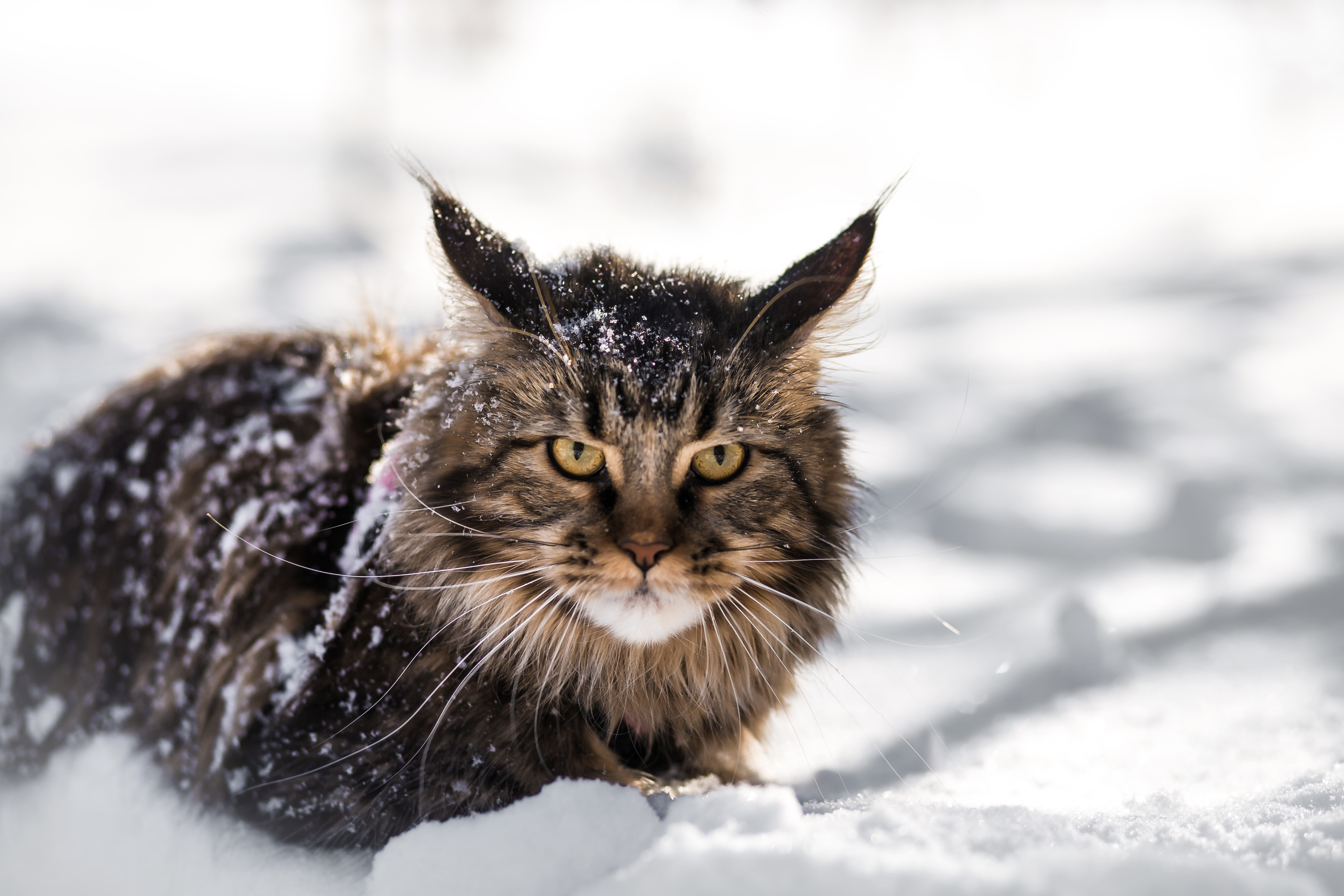 5K, look, a small lynx, snow, mainecoon, winter, British fold, HD Wallpaper
