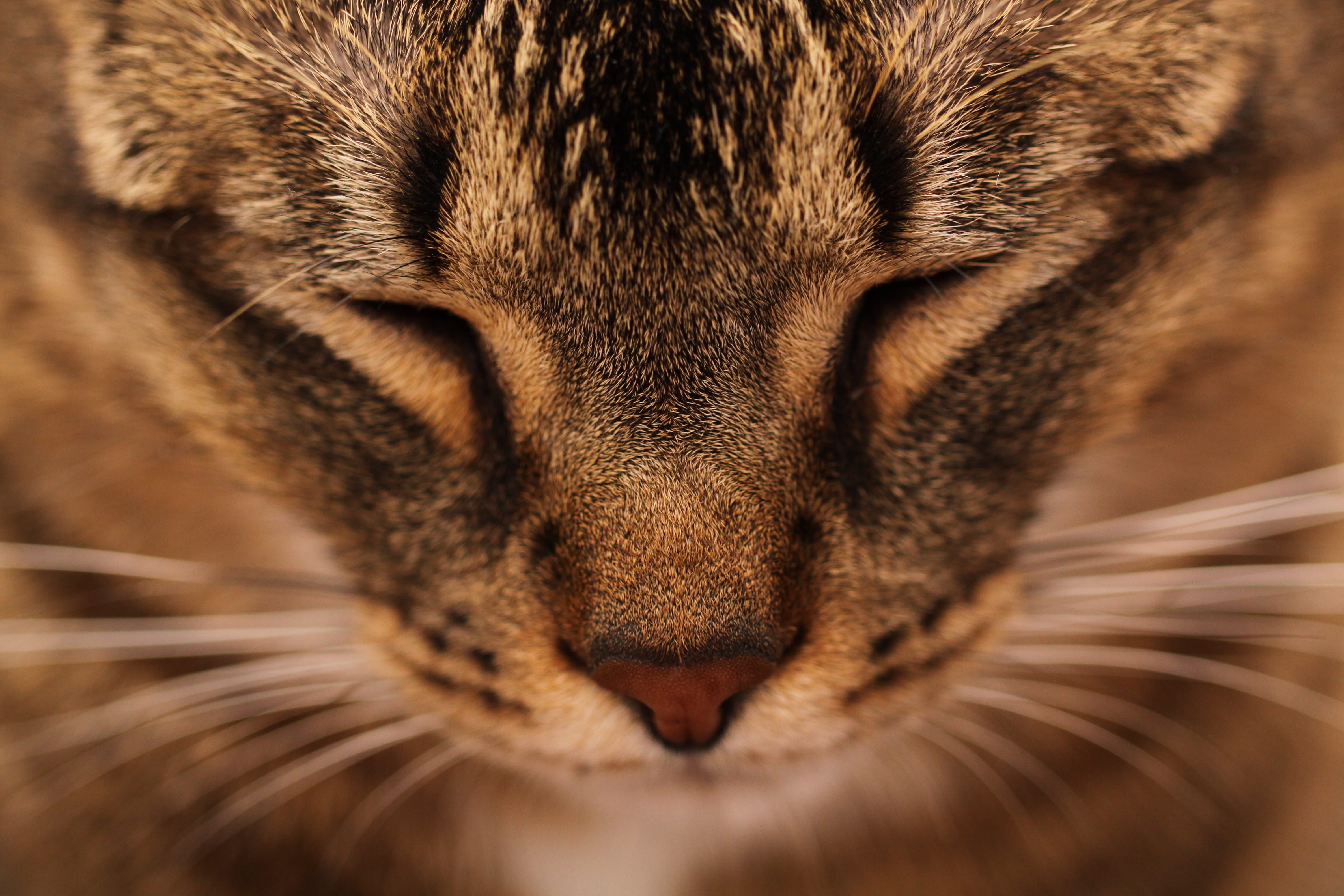 4K, snout, close-up, vertebrate, animal mouth, aggression, animals in the wild, animal themes, animal head, one animal, portrait, animal wildlife, domestic cat, HD Wallpaper