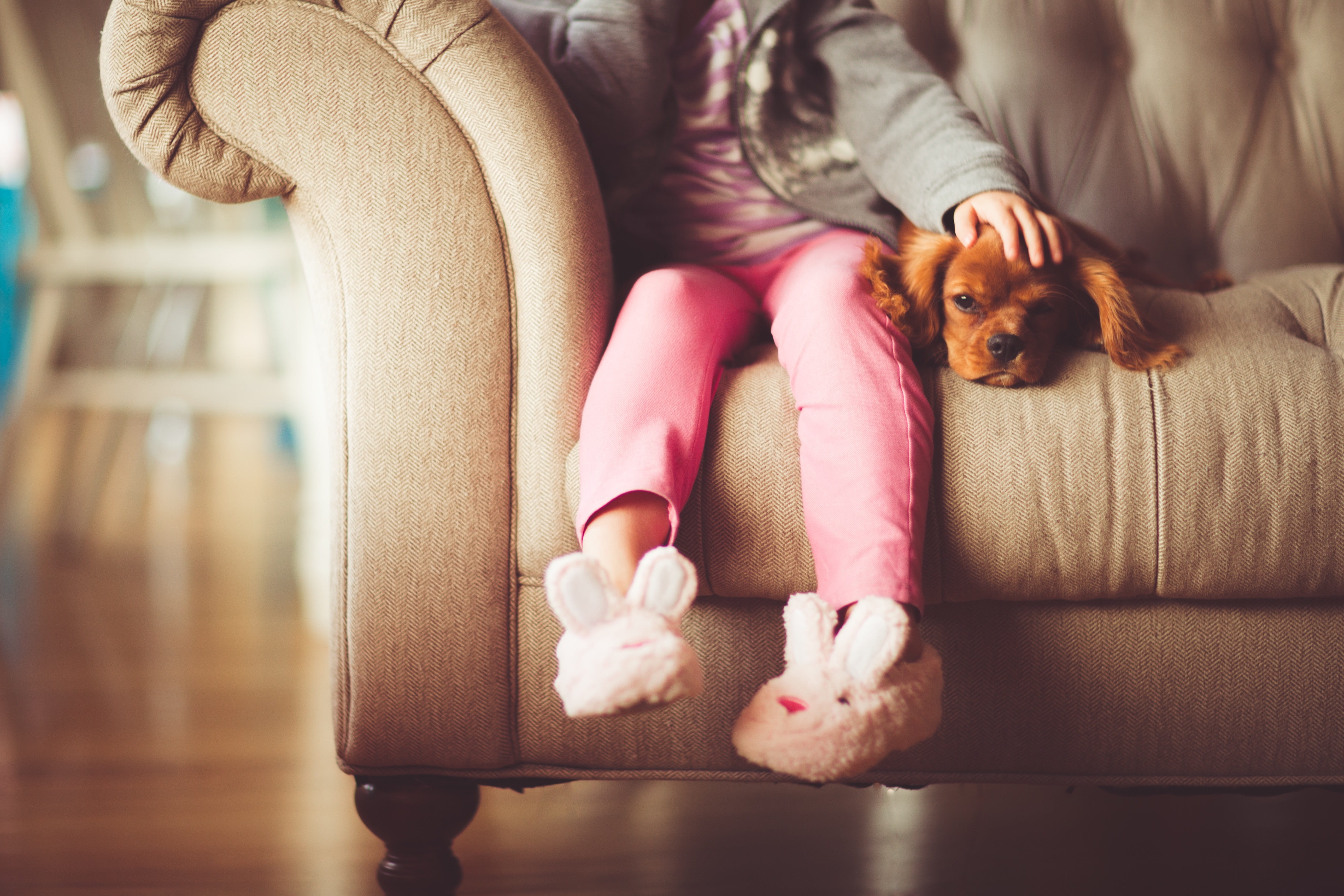 animal, home, relaxing, one person, spaniel, human body part, person, charles, woman, beauty, vertebrate, cavalier, girl, sport, inside, indoors, king, HD Wallpaper