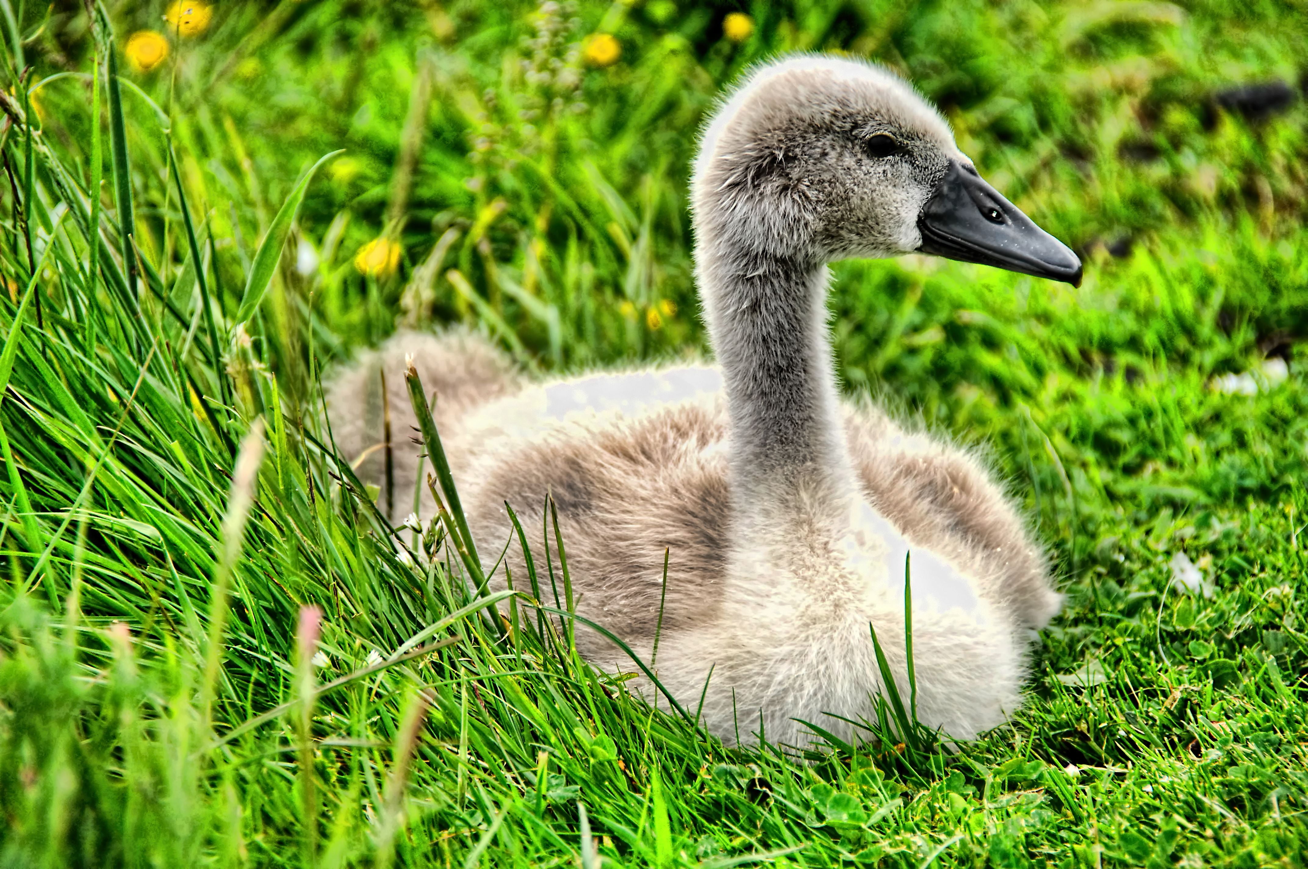 Auchenharvie, animal, grass, nature, outdoors, swan, bird, grey, 4K, goose, gosling, wildlife, Cygnet, Stevenston, duck, grey Duck, HD Wallpaper