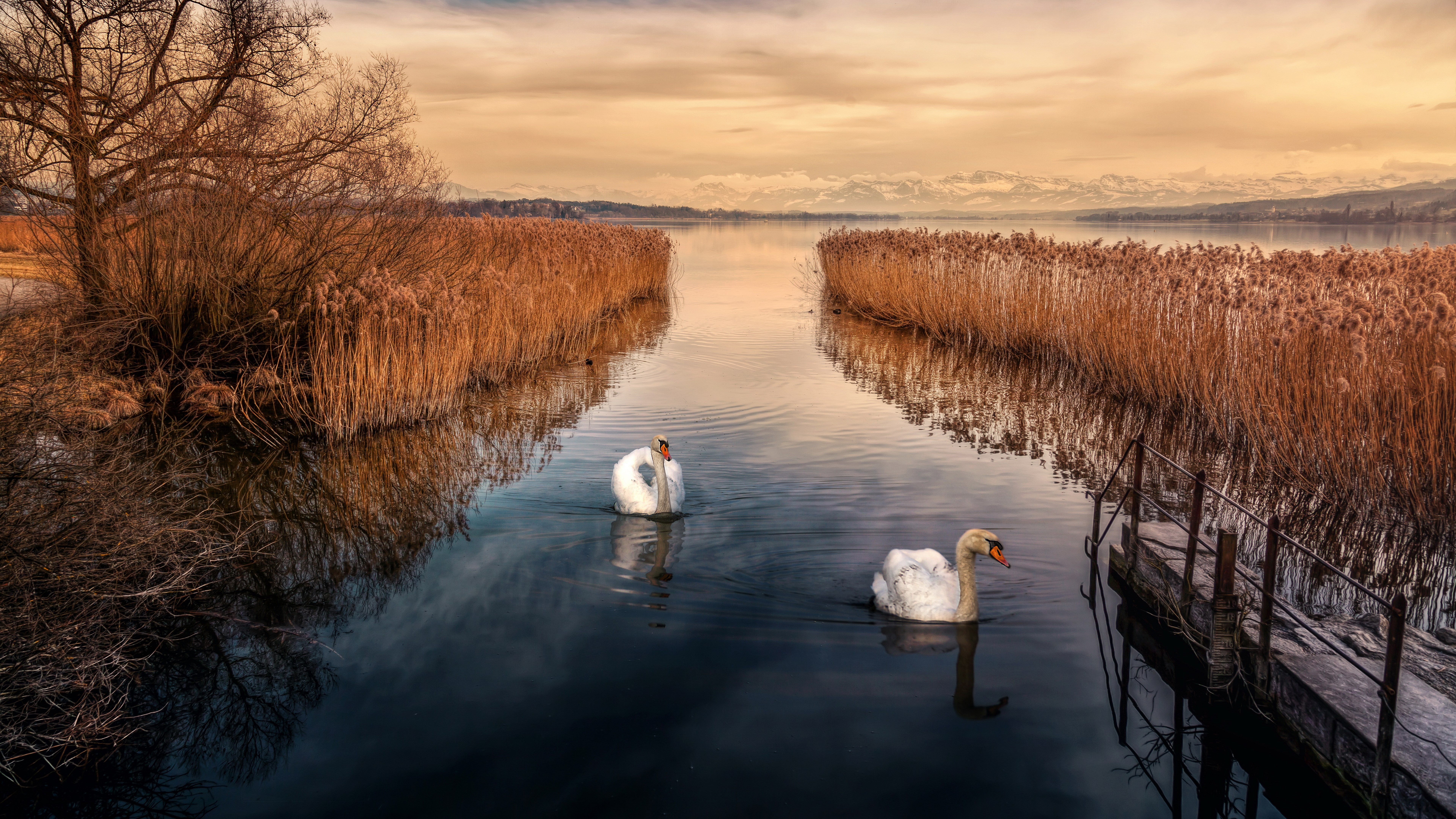 animal wildlife, nature, no people, animal, group of animals, lake, vertebrate, animals in the wild, cygnet, cloud - sky, bird, swan, reflection, water, HD Wallpaper