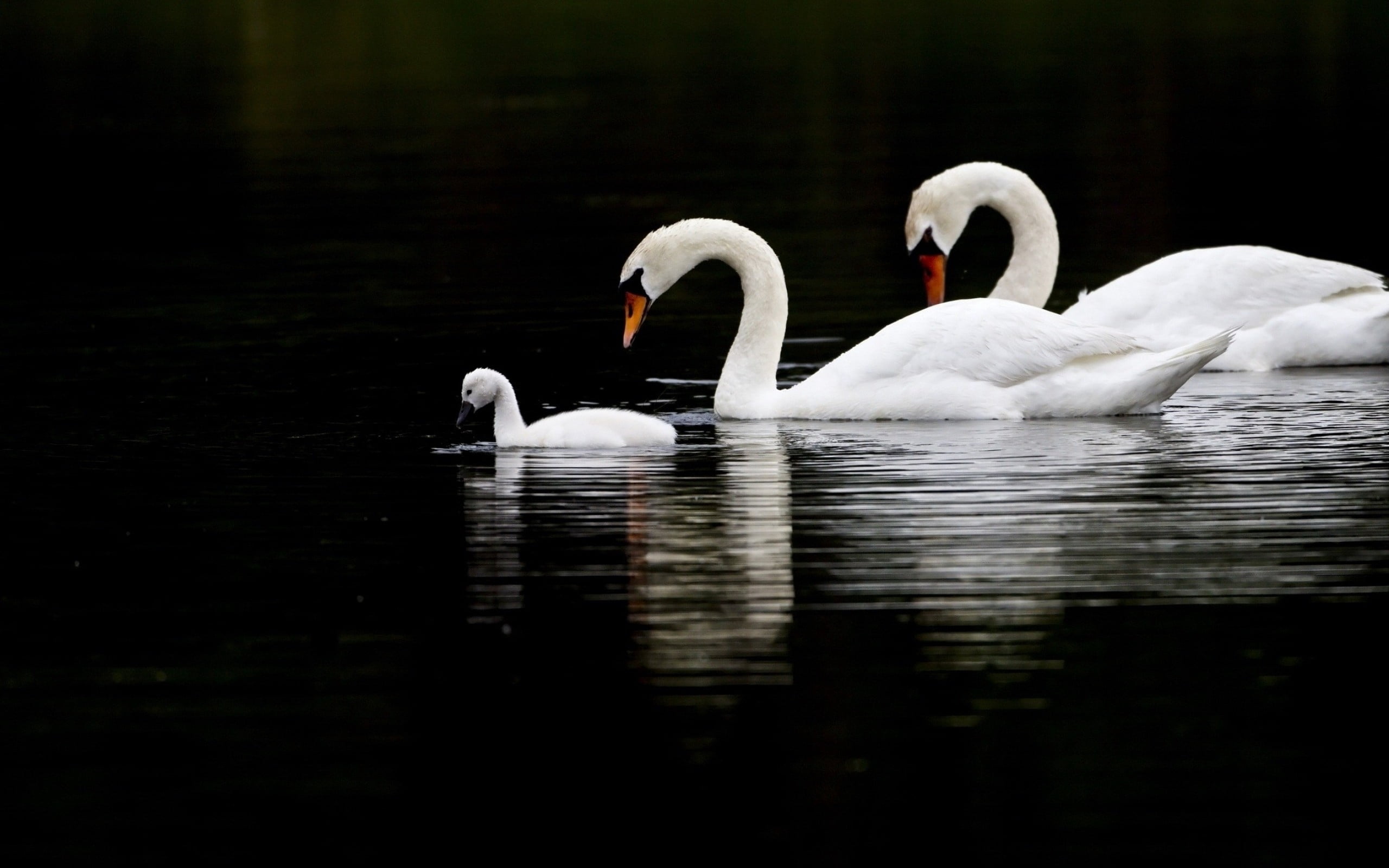 animal neck, cygnet, water, feather, beauty In Nature, waterfront, tranquil Scene, white, three, animal family, vertebrate, outdoors, floating on water, HD Wallpaper