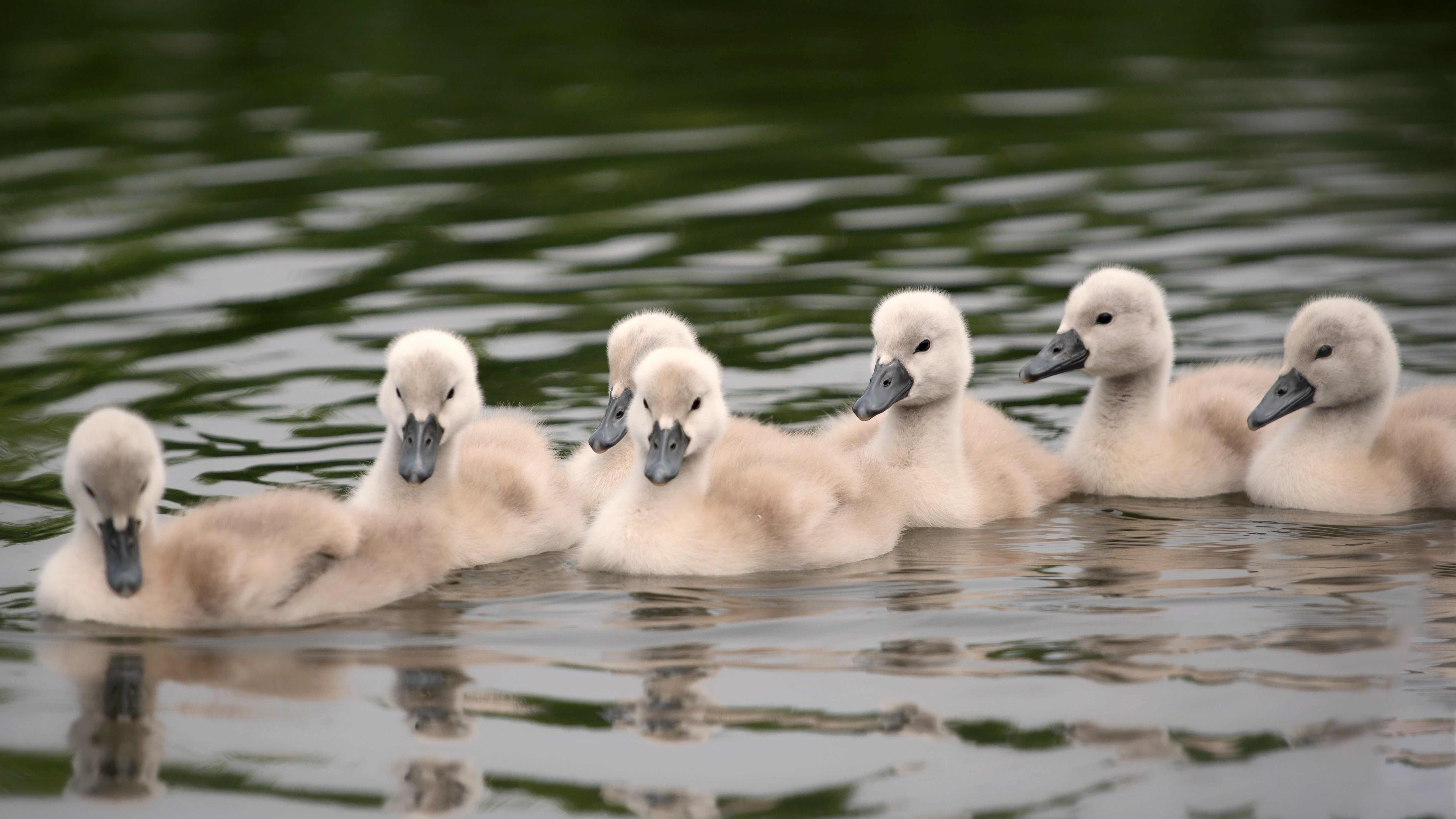 Cygnet, Bird, 5K, Baby Animal, Wildlife, Swan, Birds, HD Wallpaper