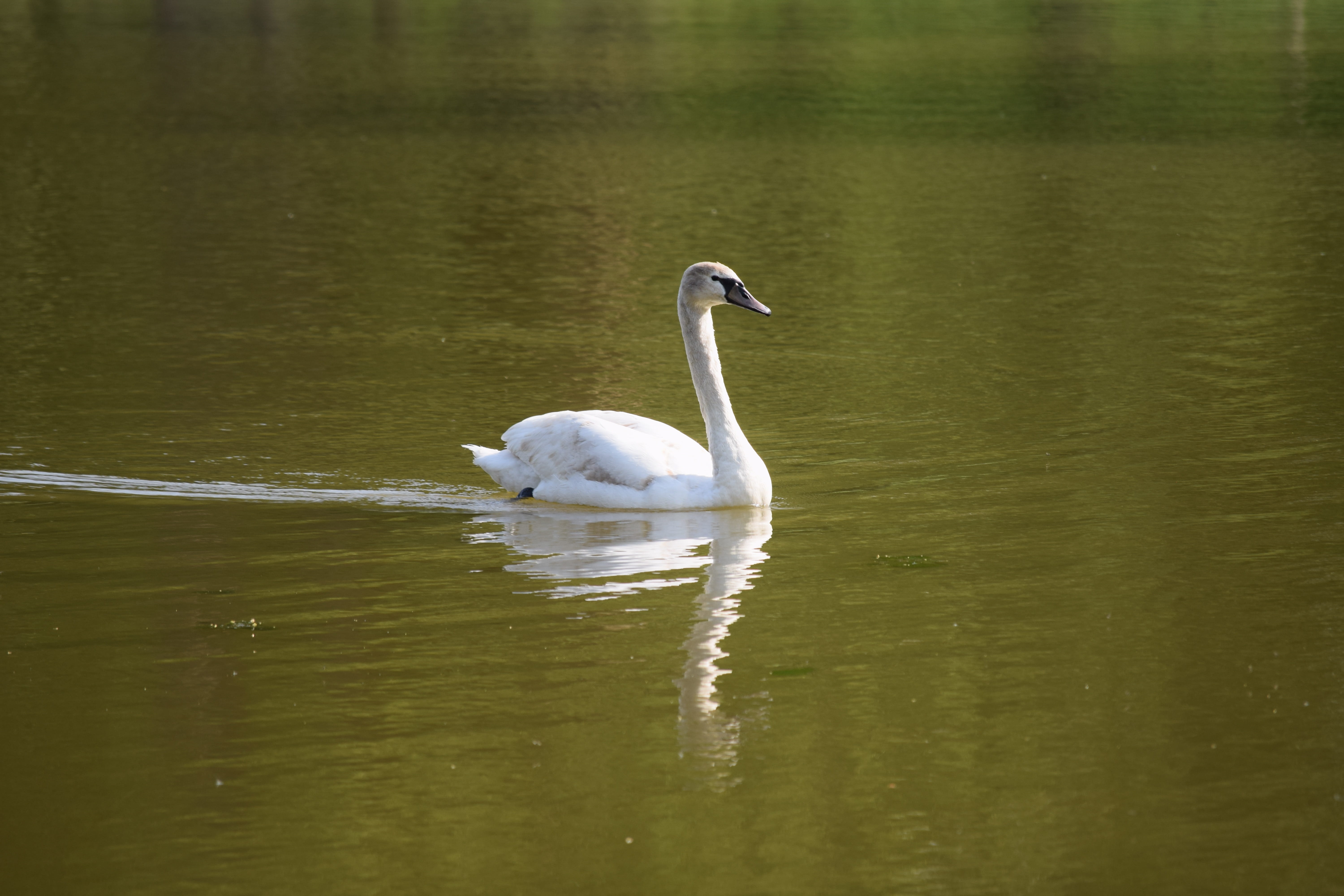 schwan, mirroring, water bird, vertebrate, nature, 5K, cygnet, swim, no people, bird, waterfront, lake, day, water, animal family, fauna, swimming, animal, HD Wallpaper