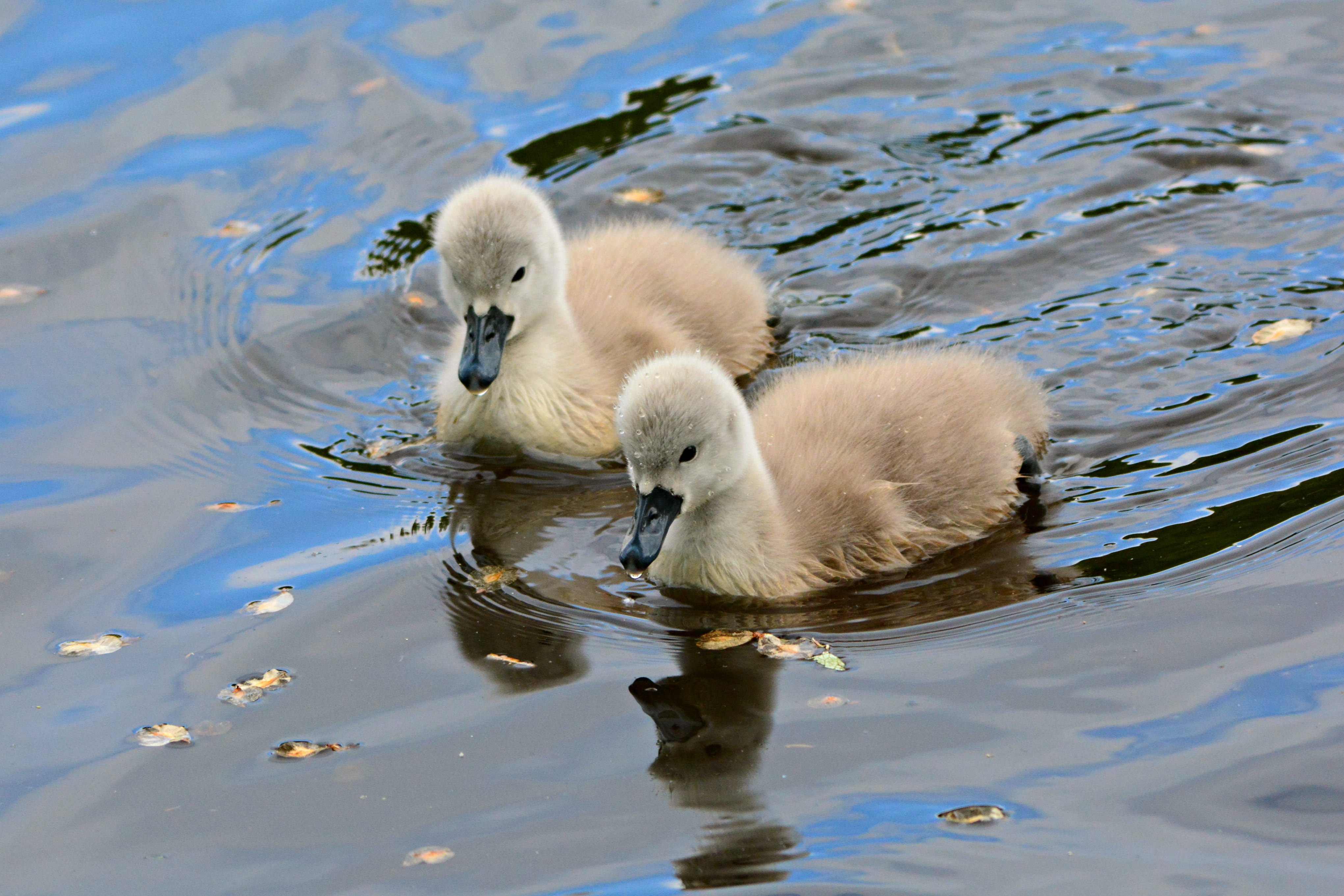 bird, duckling, young, duck, water, animals in the wild, nature, animal themes, 4K, swan, young bird, group of animals, floating on water, no people, gosling, HD Wallpaper