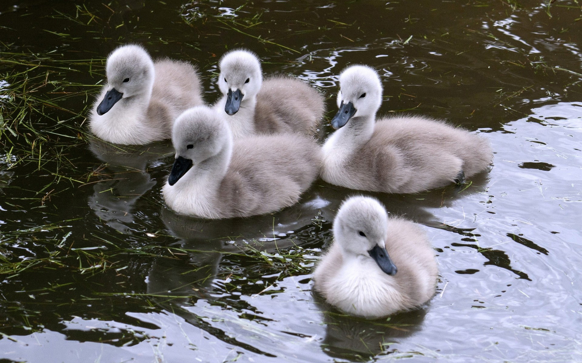 animals, Cygnet, 1920x1200, 1080P, swan, hd, Cygnets, bird, HD Wallpaper