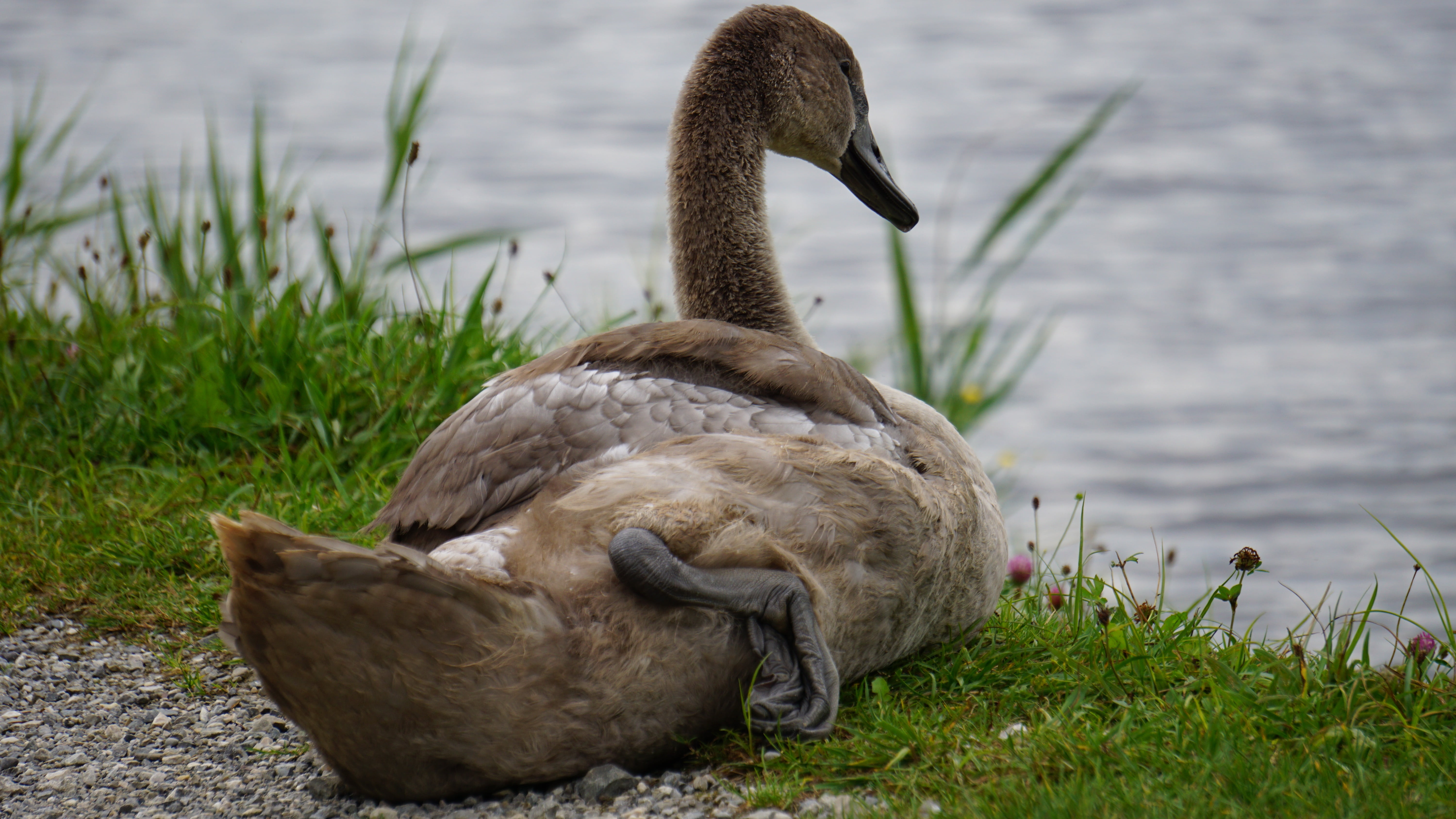 vertebrate, focus on foreground, water, young bird, gosling, young animal, nature, swan, 5K, no people, plant, animal themes, animals in the wild, water bird, HD Wallpaper