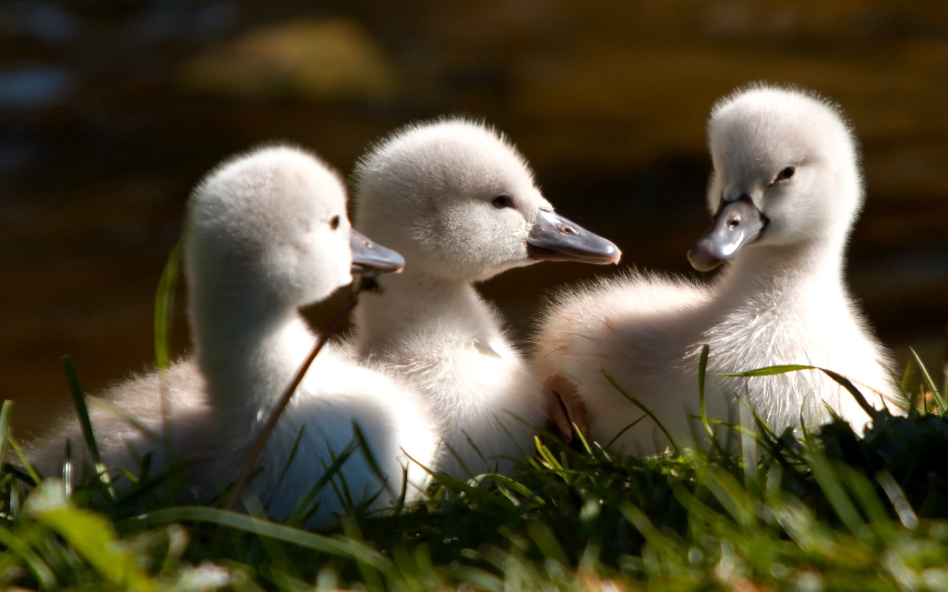 duck, 1080P, cute, bird, animal wildlife, young Animal, ducks, day, swan, cygnet, animals in the wild, ducklings, beak, duckling, furry, animals And Pets, HD Wallpaper