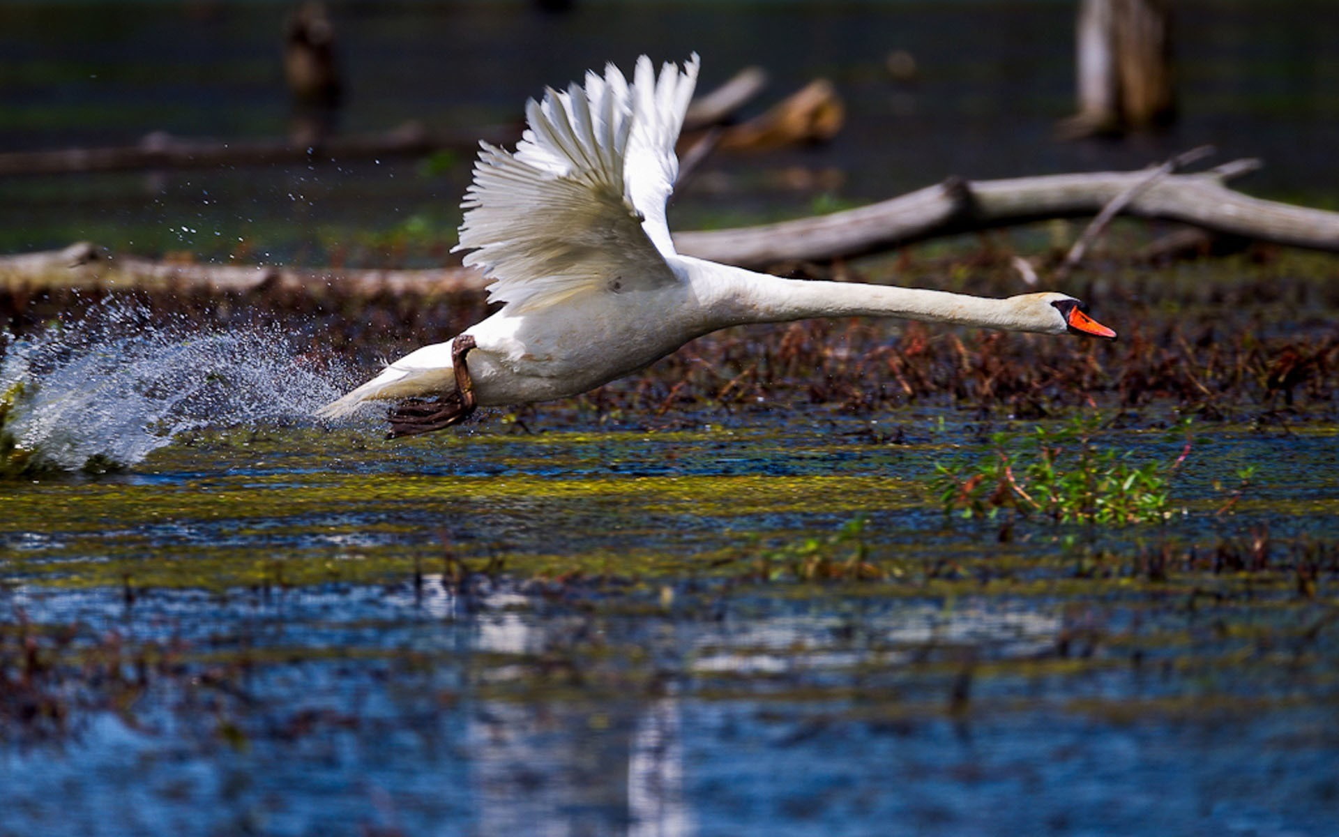 1080P, ponds, swan, WHITE SWAN, s, Bird, wings, NECK, water, drops, takeoff, spray, ACCELERATION, white, lakes, feathers, HD Wallpaper