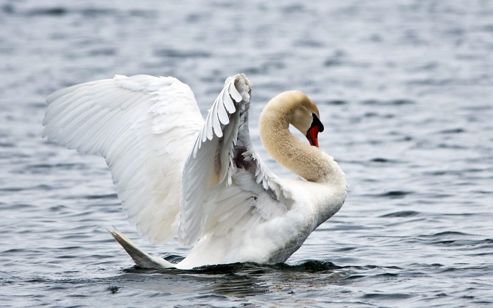 vertebrate, grace, swan, animal wildlife, one Animal, beauty In Nature, animal themes, animal Wing, spread wings, bird, ripples, mute Swan, beak, pond, HD Wallpaper