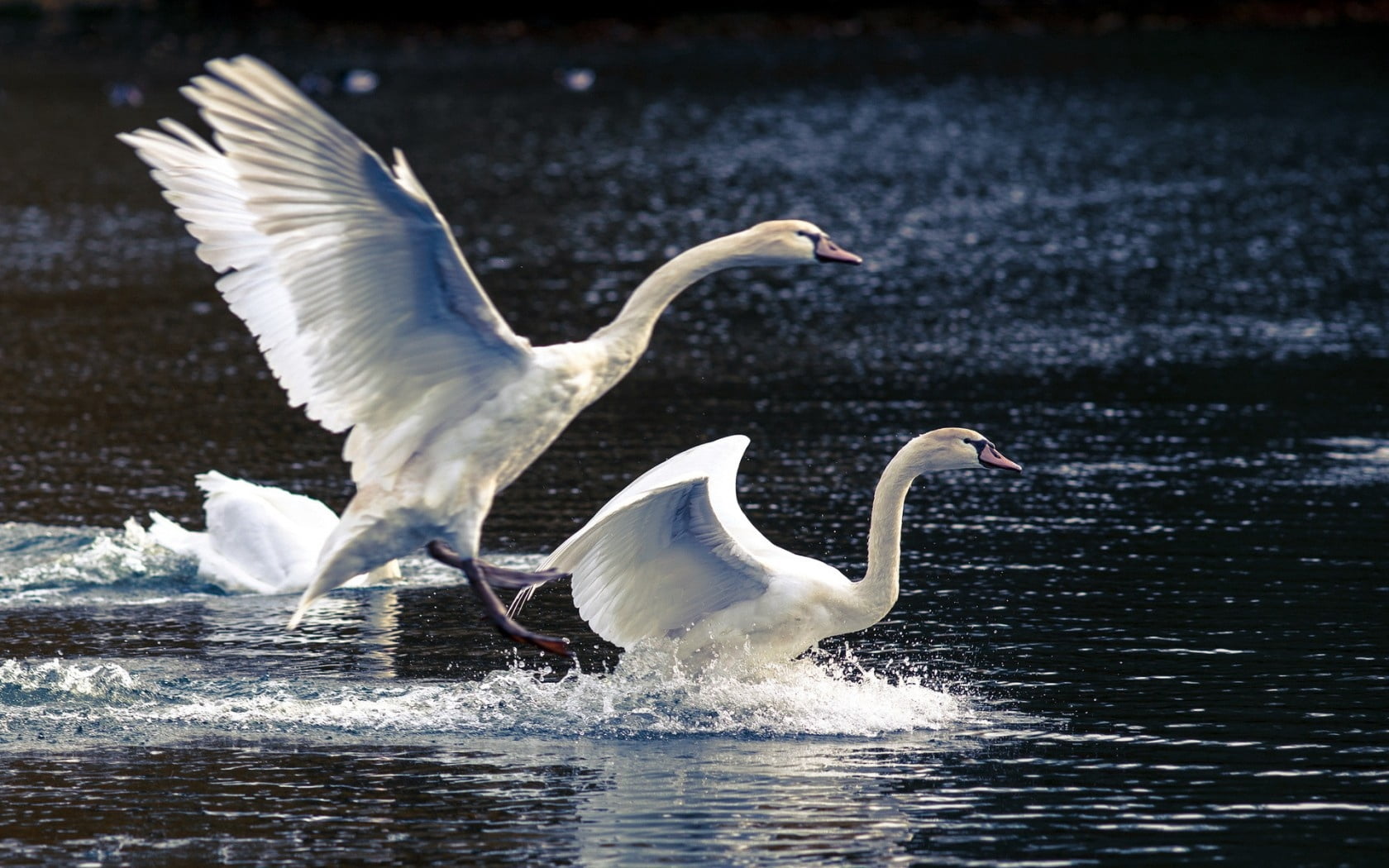 vertebrate, grace, beak, waterfront, water Bird, day, animal wildlife, nature, outdoors, animal Wing, reflection, 720P, wildlife, swans, white, pond, no People, HD Wallpaper