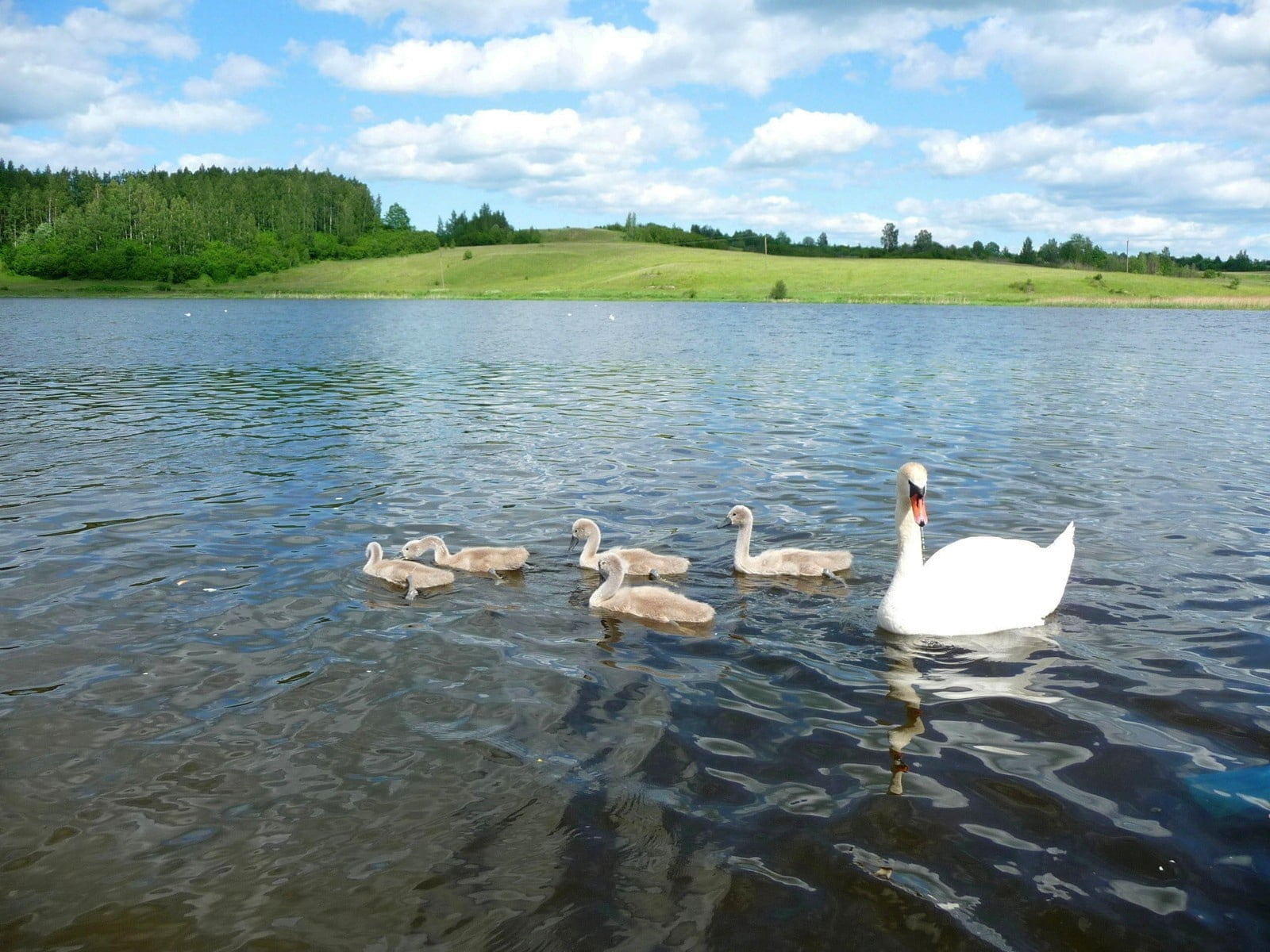 swan, summer, white, wildlife, river, waterfront, pond, tranquil Scene, cloud - sky, animal themes, canada Goose, scenics, beauty In Nature, no People, HD Wallpaper