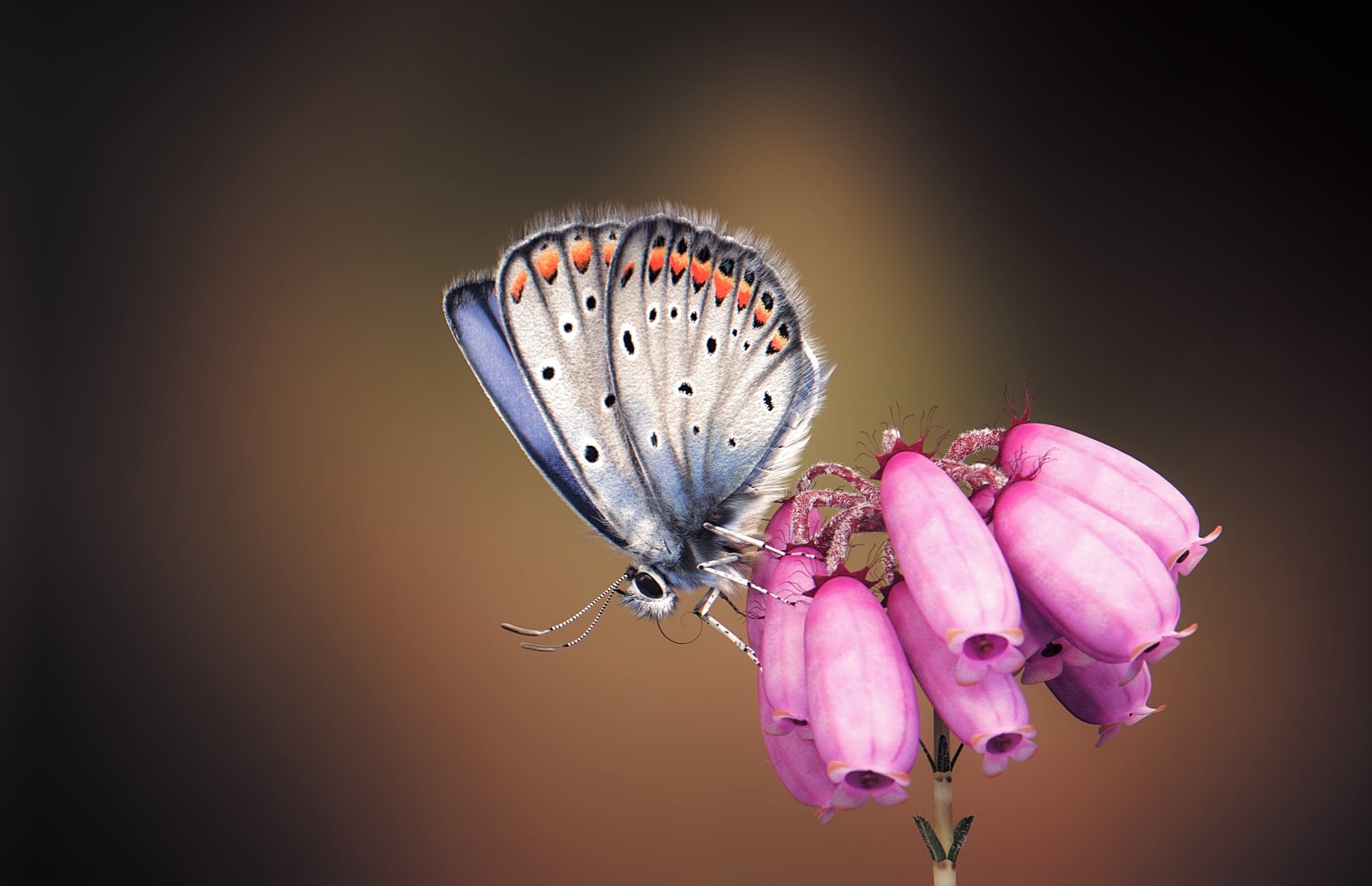 monteillard damien, Silver-studded Blue Butterfly, art, 1080P, flower, butterfly, HD Wallpaper