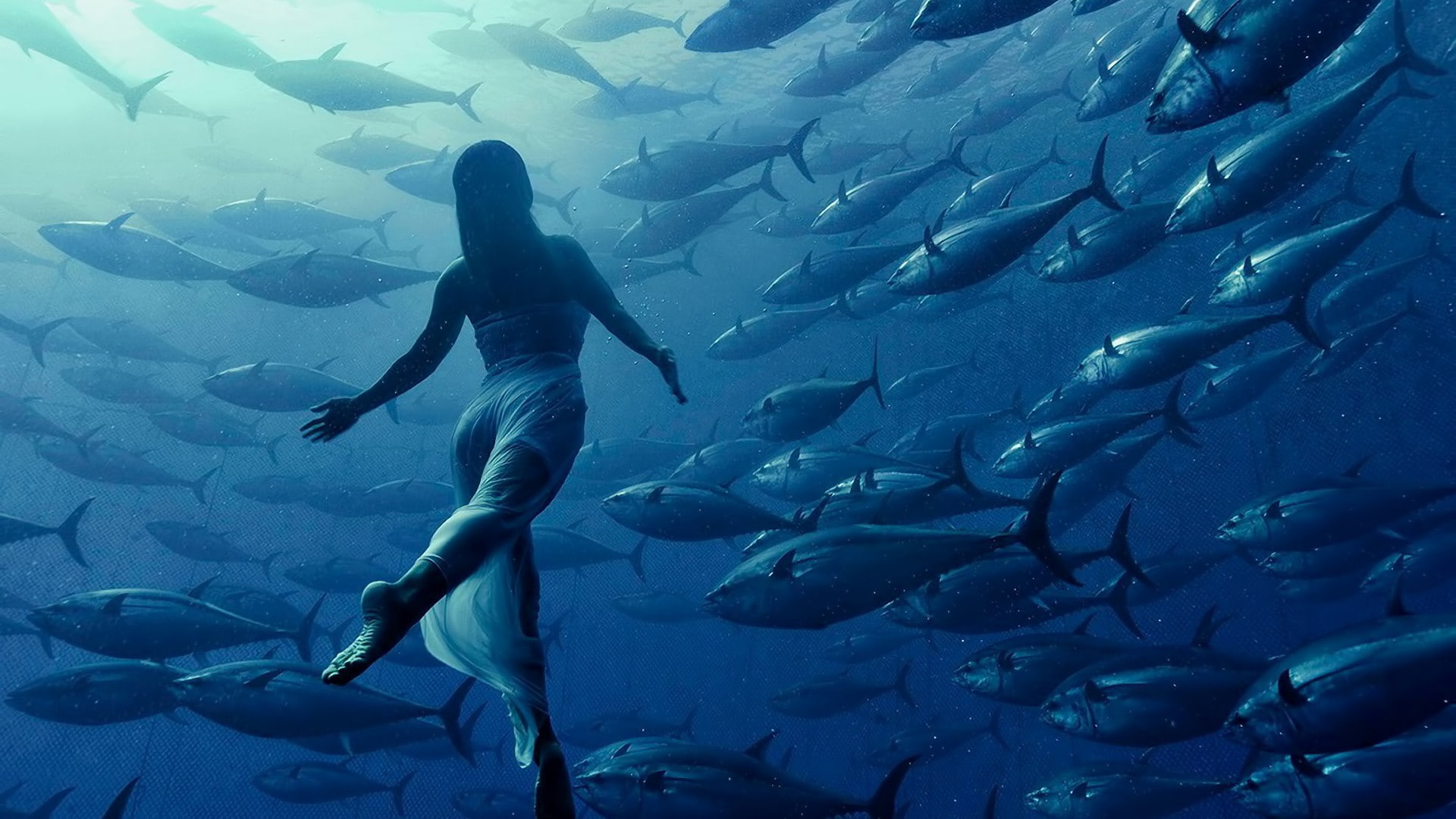 animal wildlife, one person, large group of animals, sea life, underwater, sea, fish, real people, vertebrate, school of fish, full length, group of animals, HD Wallpaper