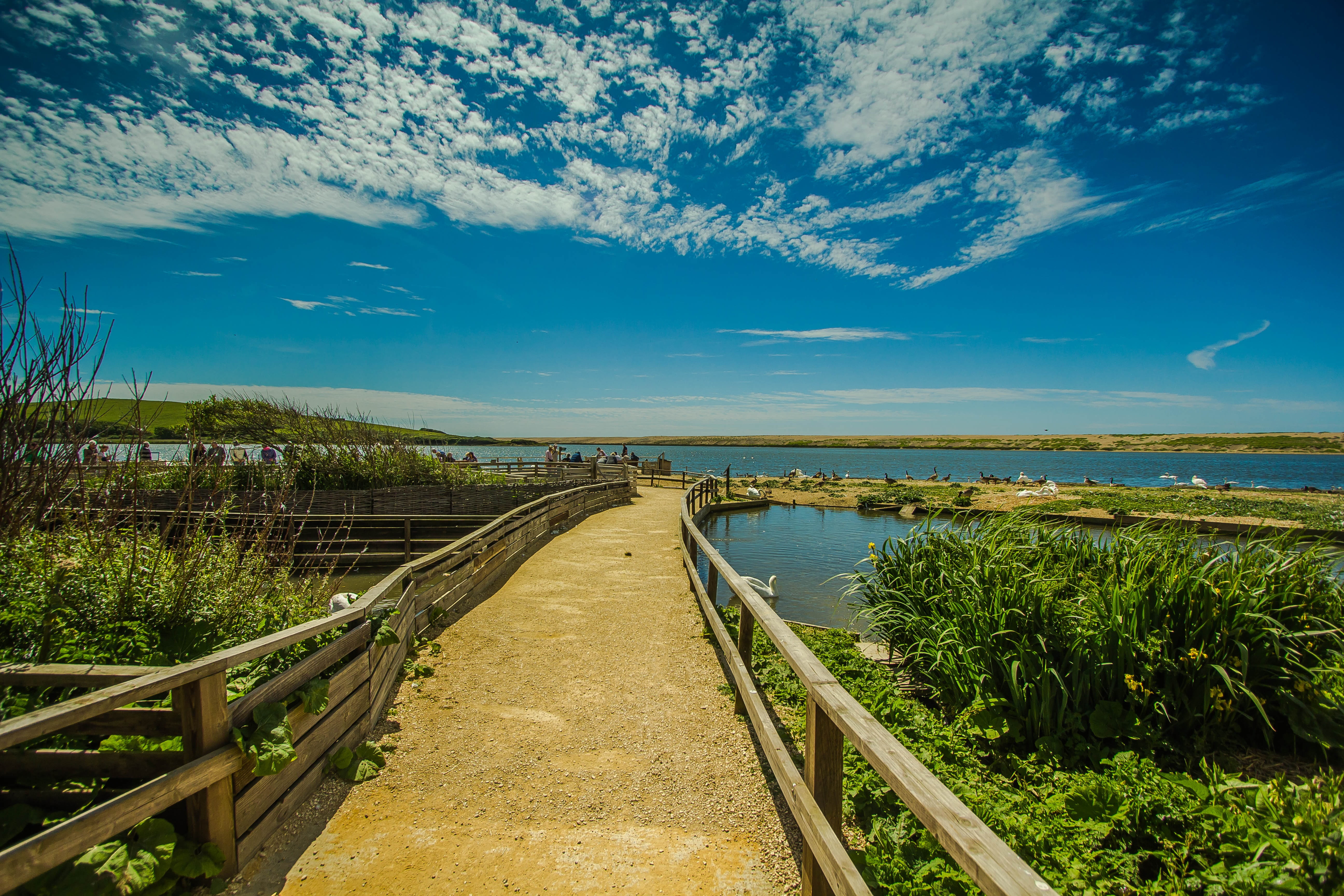 abbotsbury swannery, environment, priroda, grass, country, path, 5K, of the sea, footpath, scenics - nature, landscape, tranquility, direction, no people, HD Wallpaper