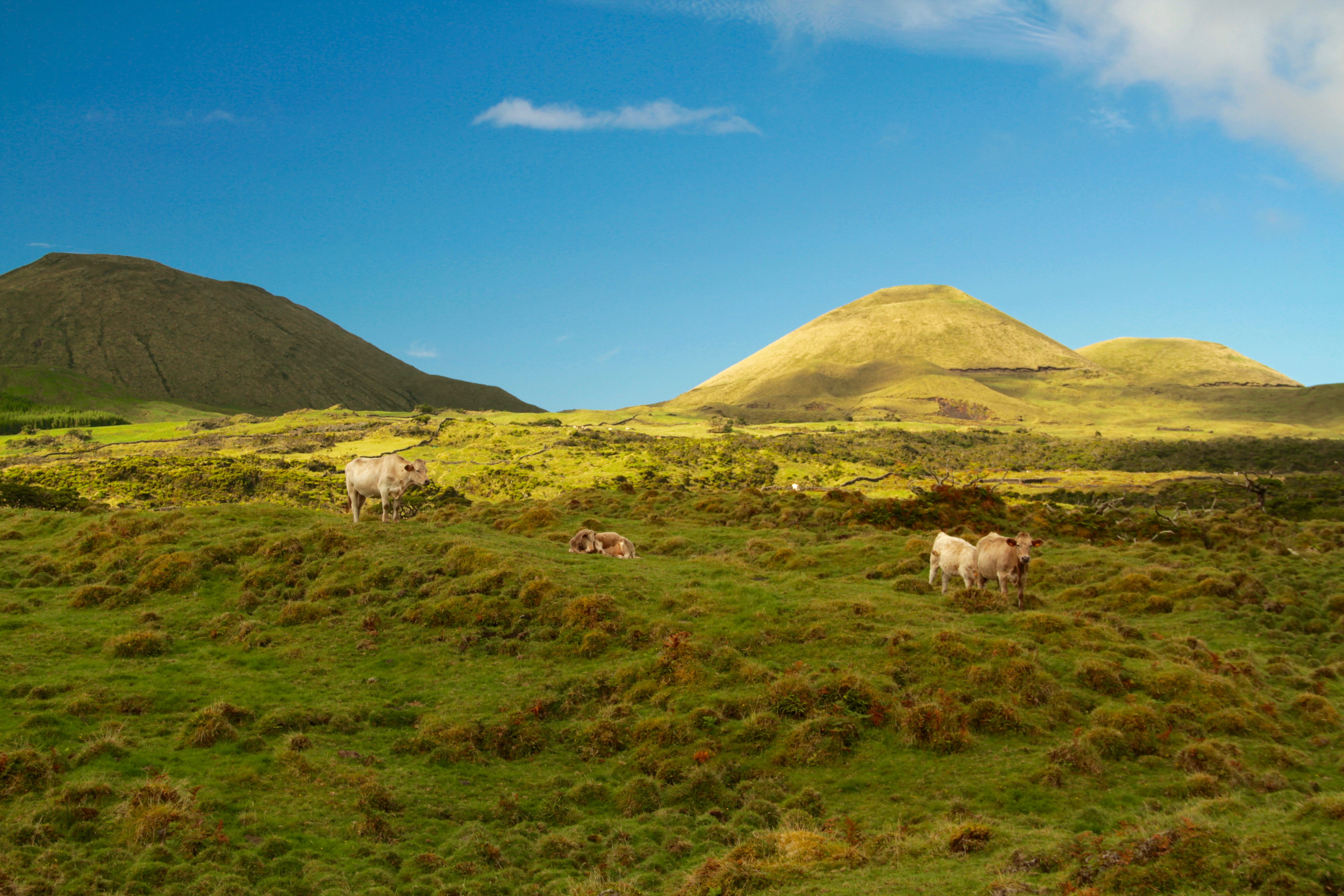 daylight, grassland, environment, livestock, pets, field, mammal, domestic animals, herd, land, mountain, landscape, mountains, outdoors, sky, skt, overlooking, HD Wallpaper