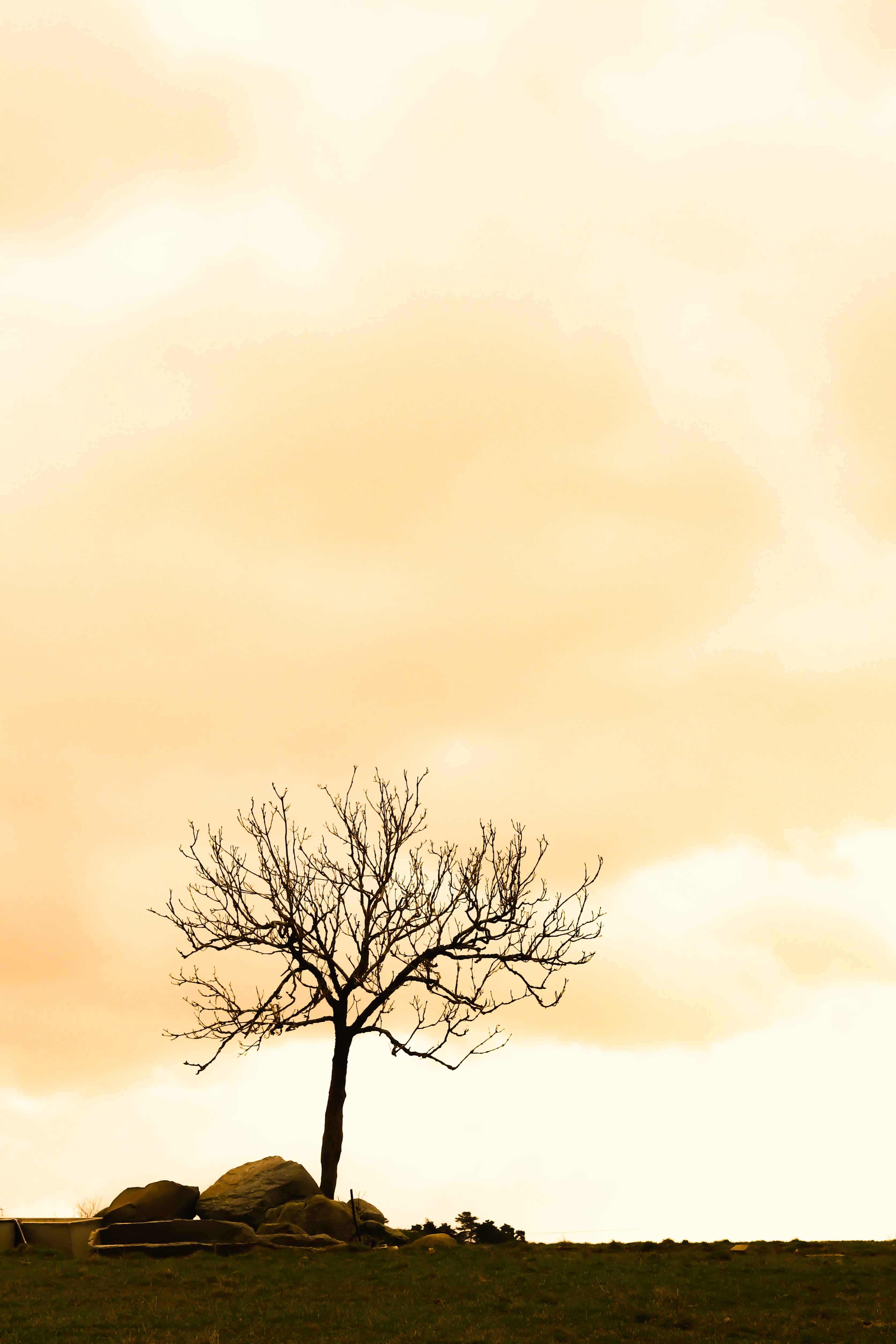 building, scenics - nature, sunlight, steeple, tree trunk, silhouette, isolated, architecture, bare tree, landscape, ground, solitude, plant, no people, Phone HD Wallpaper