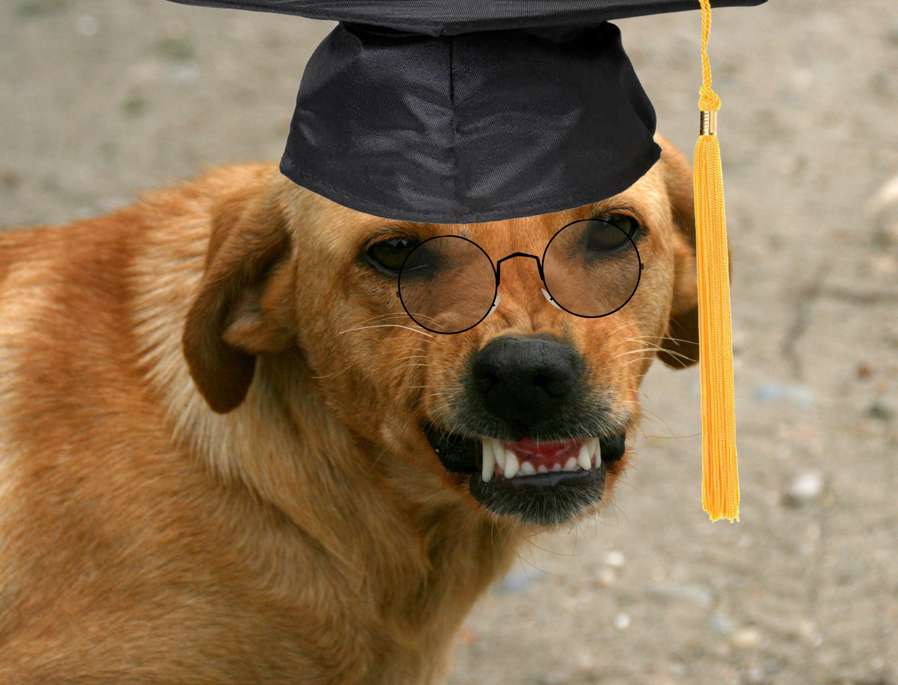 teeth, black, outdoors, animal body part, glasses, showing, day, dog, domestic, fun, photo, people, canine, mammal, domestic animals, 2K, smile, cap, pet owner, HD Wallpaper