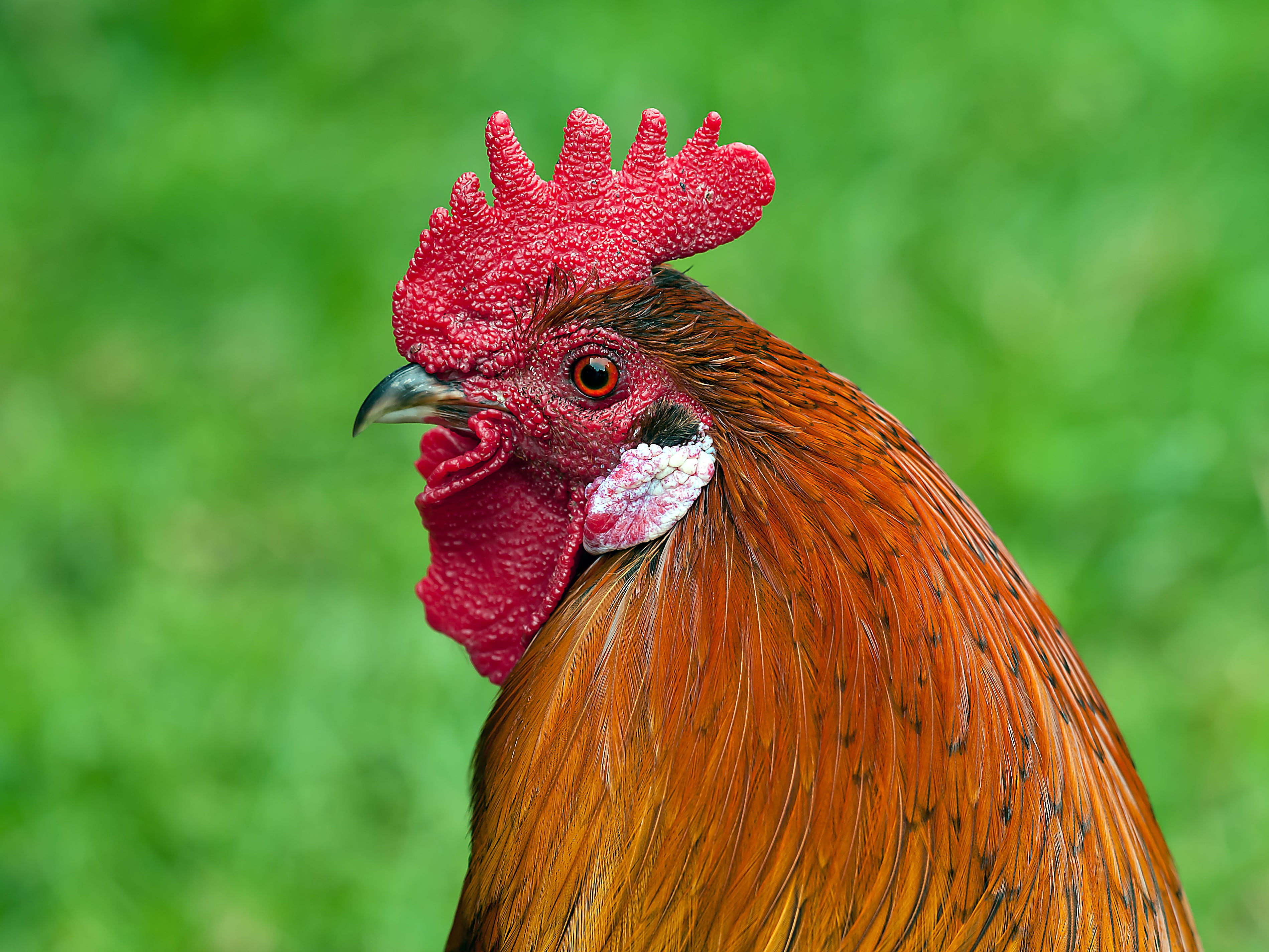 comb teeth, pets, mammal, agriculture, no people, male fowl, domestic animals, livestock, focus on foreground, outdoors, nature, cockerel, cockscomb, poultry, HD Wallpaper