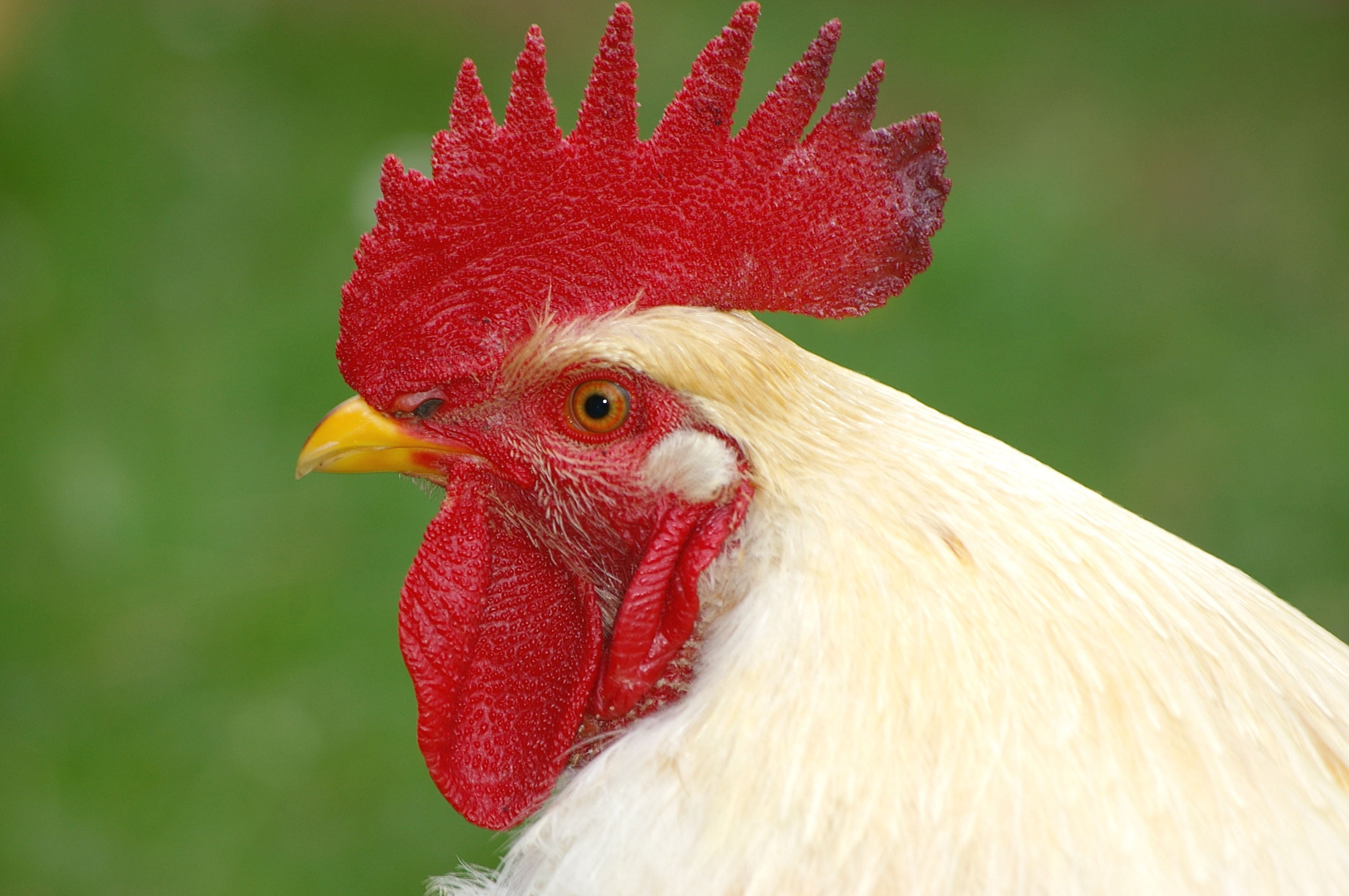 2K, closeup, focus on foreground, photography, farm, animal head, animal, rural Scene, outdoors, chicken, pets, chicken - Bird, poultry, cockerel, rooster, HD Wallpaper