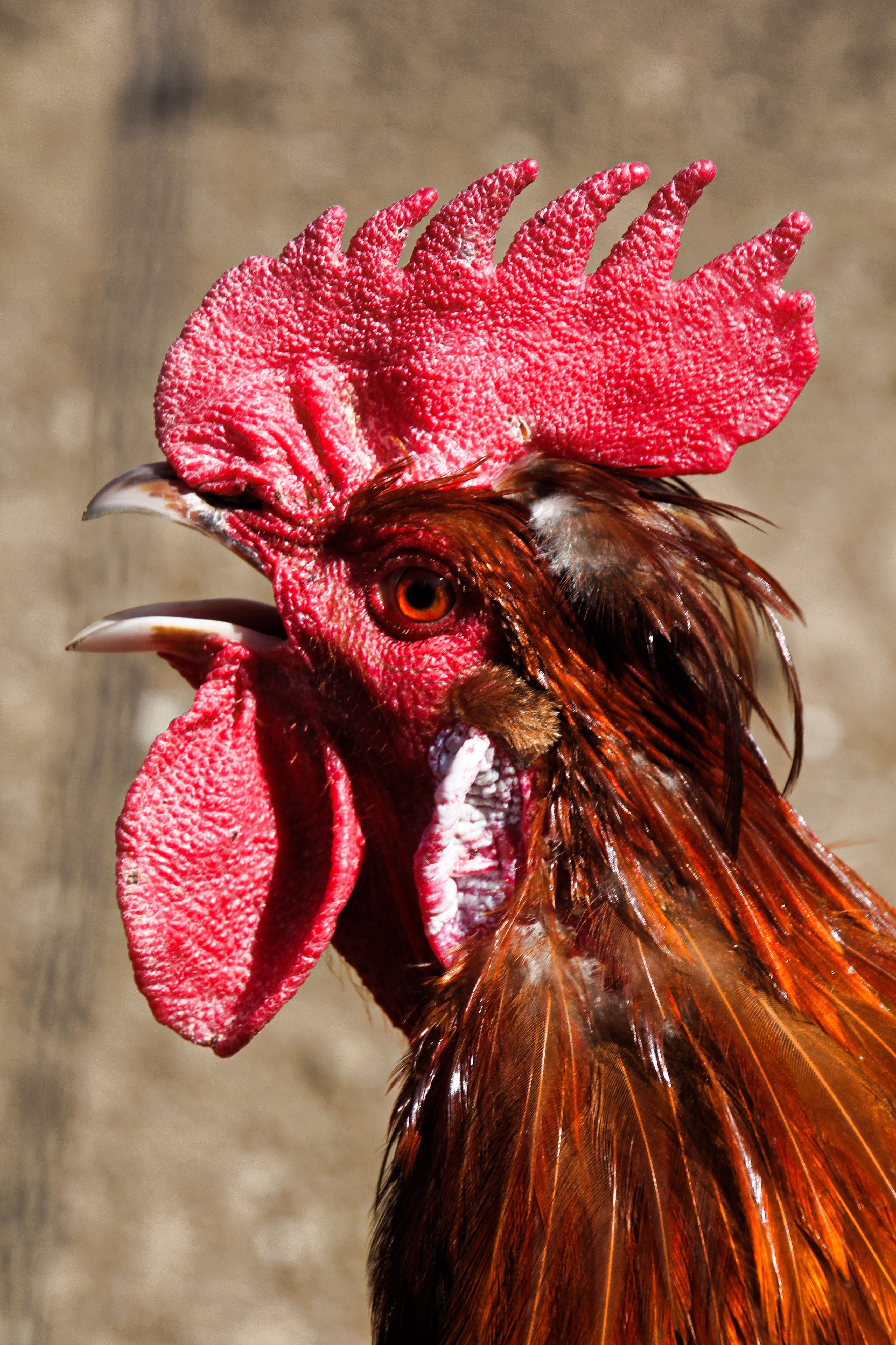 cockscomb, eye, male animal, no people, vertebrate, male, rooster, hahn, cockerel, crow, outdoors, day, domestic animals, comb teeth, pride, red, chicken, Phone HD Wallpaper