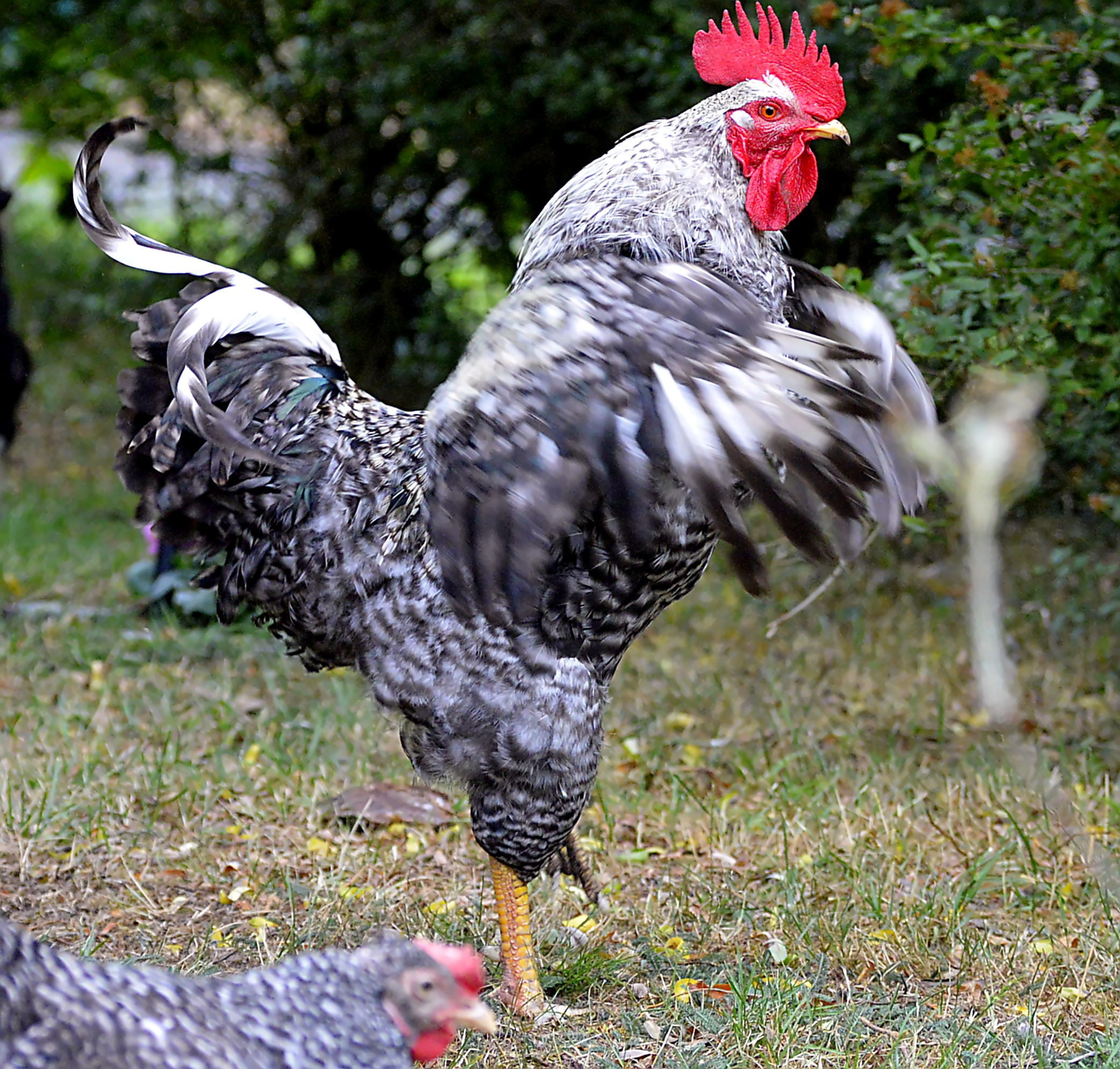 chicken - Bird, chickens, outdoors, male animal, no people, isolated, chicken, domestic animals, plumage, range, rural Scene, vertebrate, land, gockel, HD Wallpaper