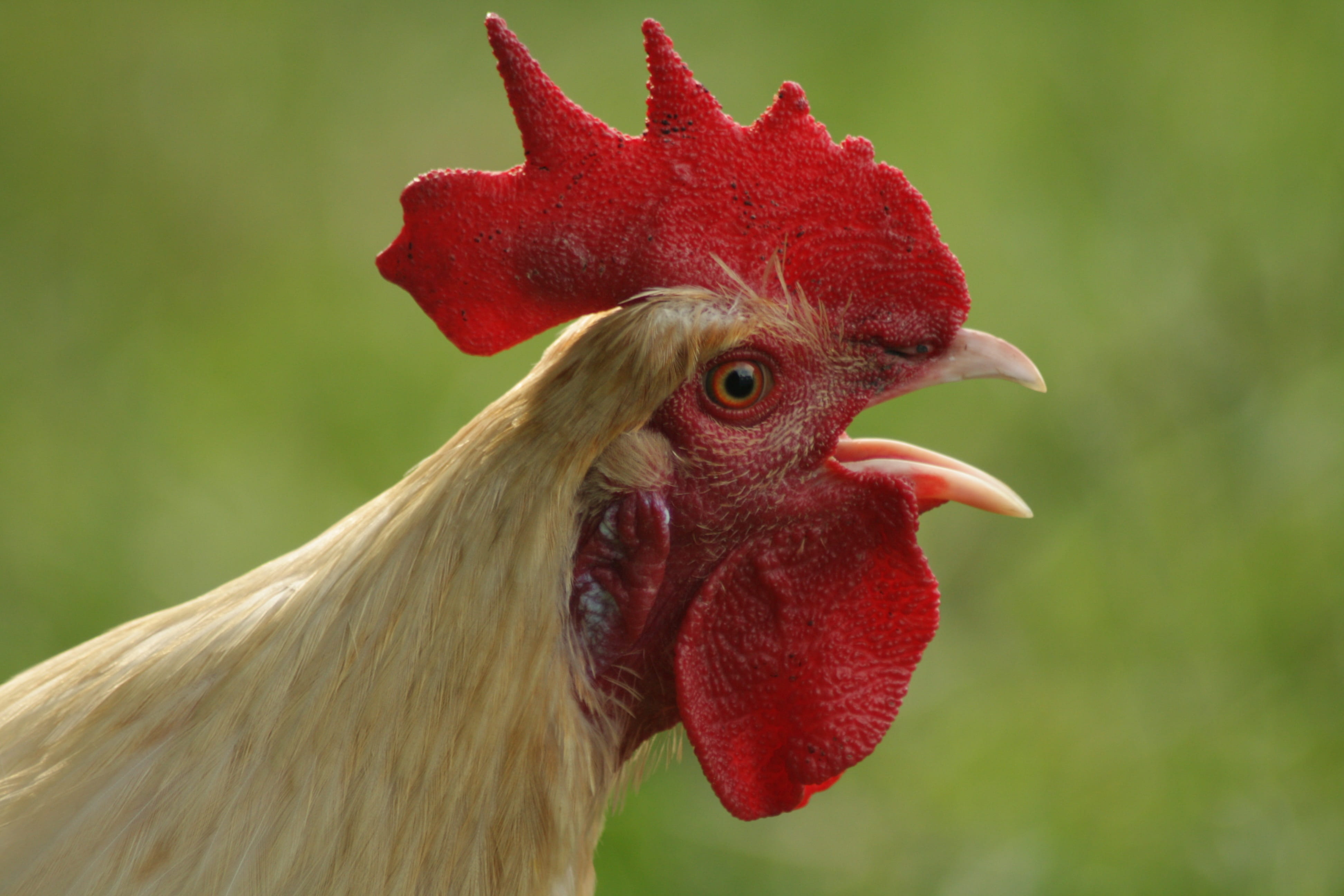 cockerel, bill, red ridge, profile view, chicken coop, pet, red, Hahn, Poultry, crap misthaufen, opened, outdoors, beautiful, elegant, Gockel, Crow, cockscomb, HD Wallpaper