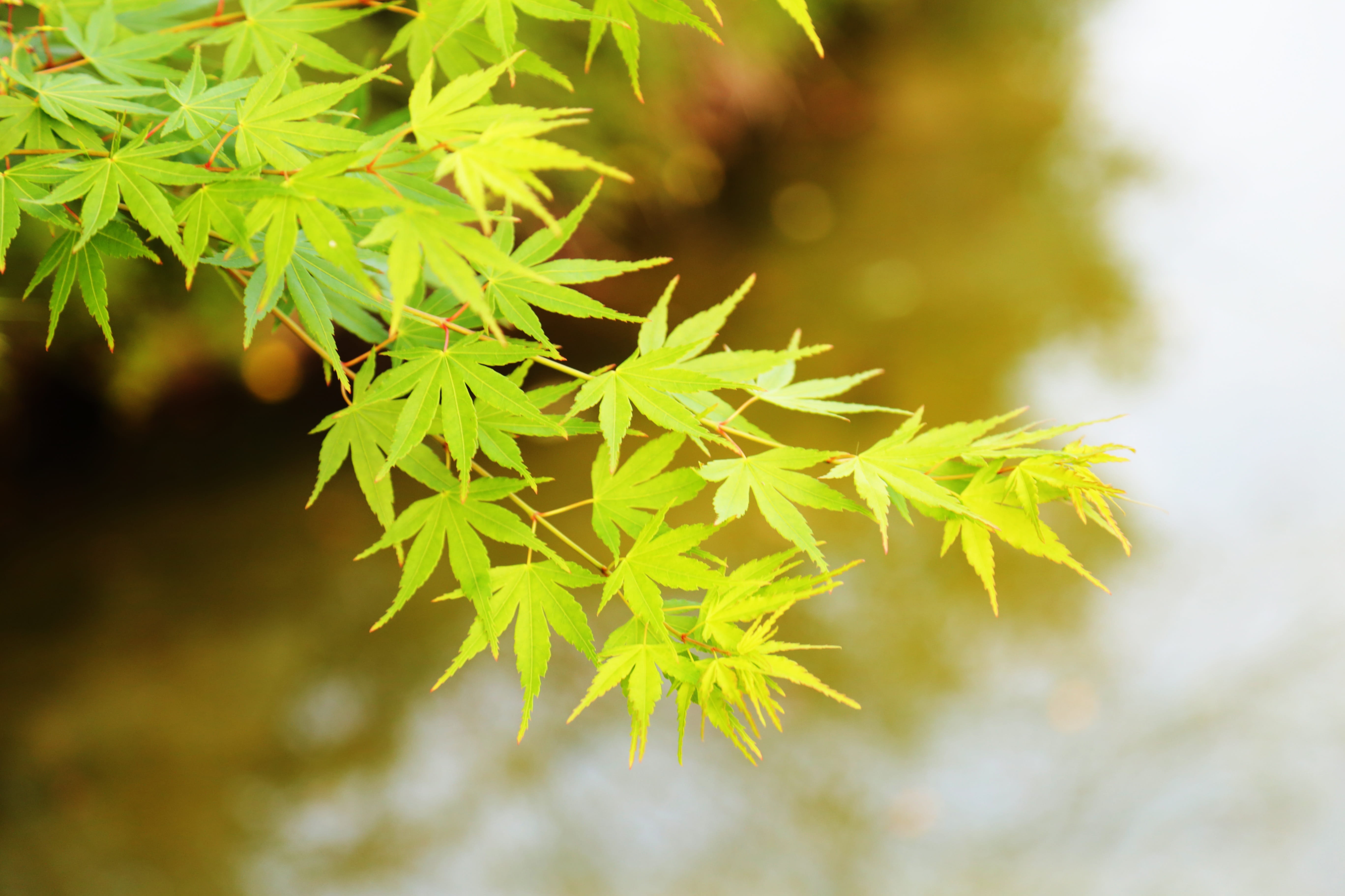 plant, the scenery, 5K, green color, close-up, selective focus, Scenery, maple tree, beauty in nature, leaf, change, branch, sunlight, no people, maple leaf, HD Wallpaper