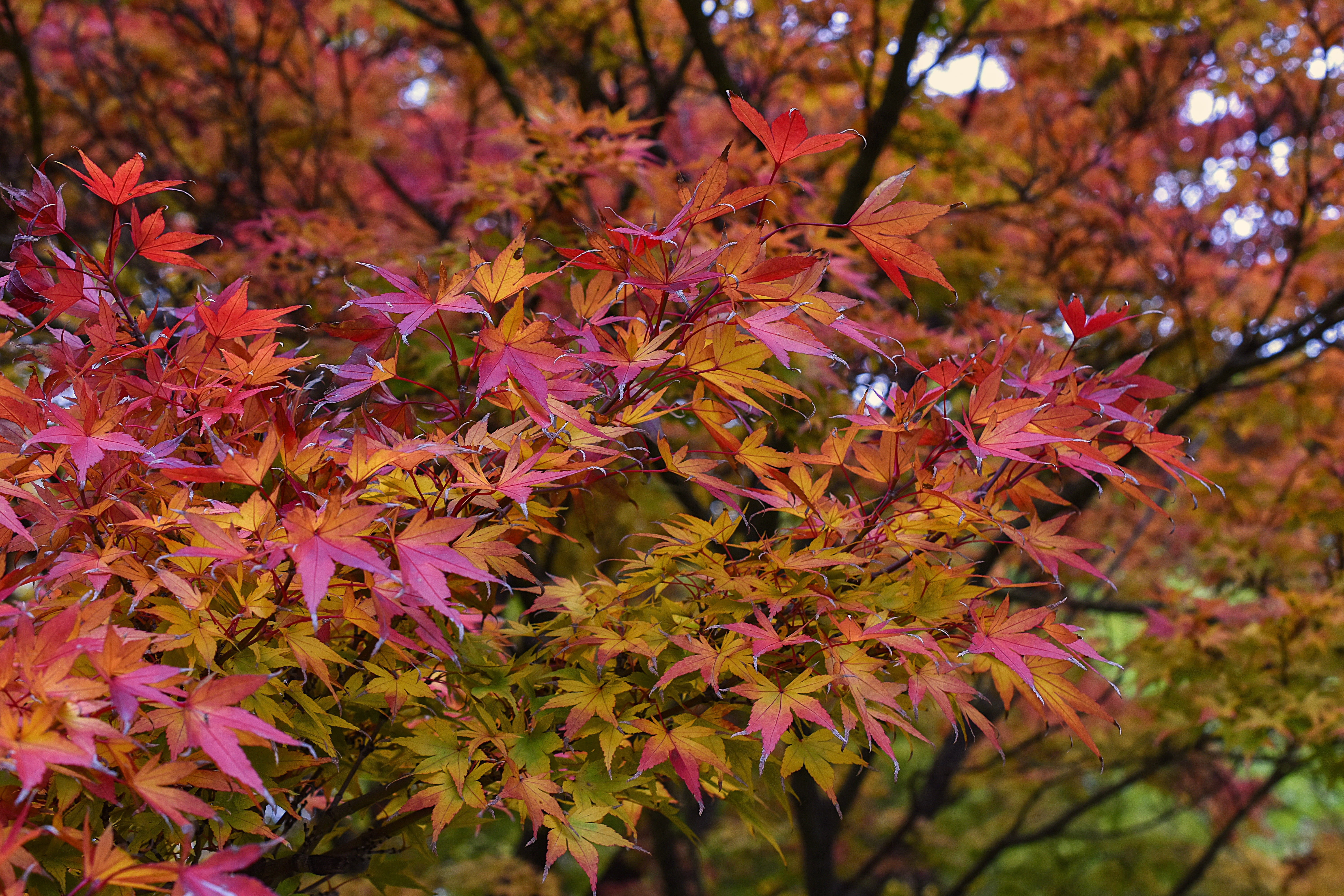red, no people, orange, focus on foreground, nature, outdoors, pink, maple tree, plant, orange color, colorful, close-up, plant part, maple, natural condition, HD Wallpaper
