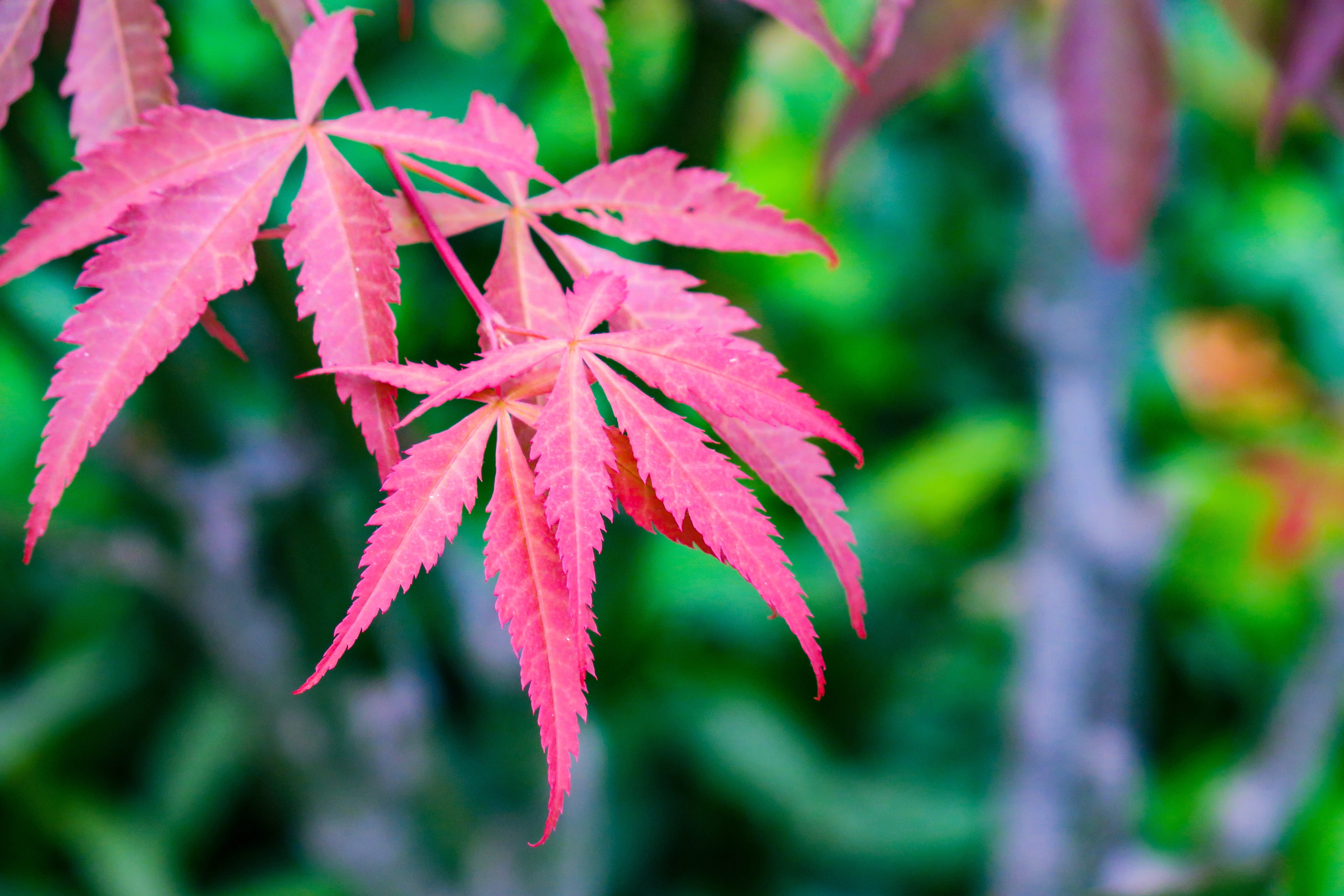 beauty in nature, 5K, plant, fresh, purple, garden, outdoors, acer palmatum, selective focus, wild, natural condition, outdoor, park, close-up, no people, HD Wallpaper