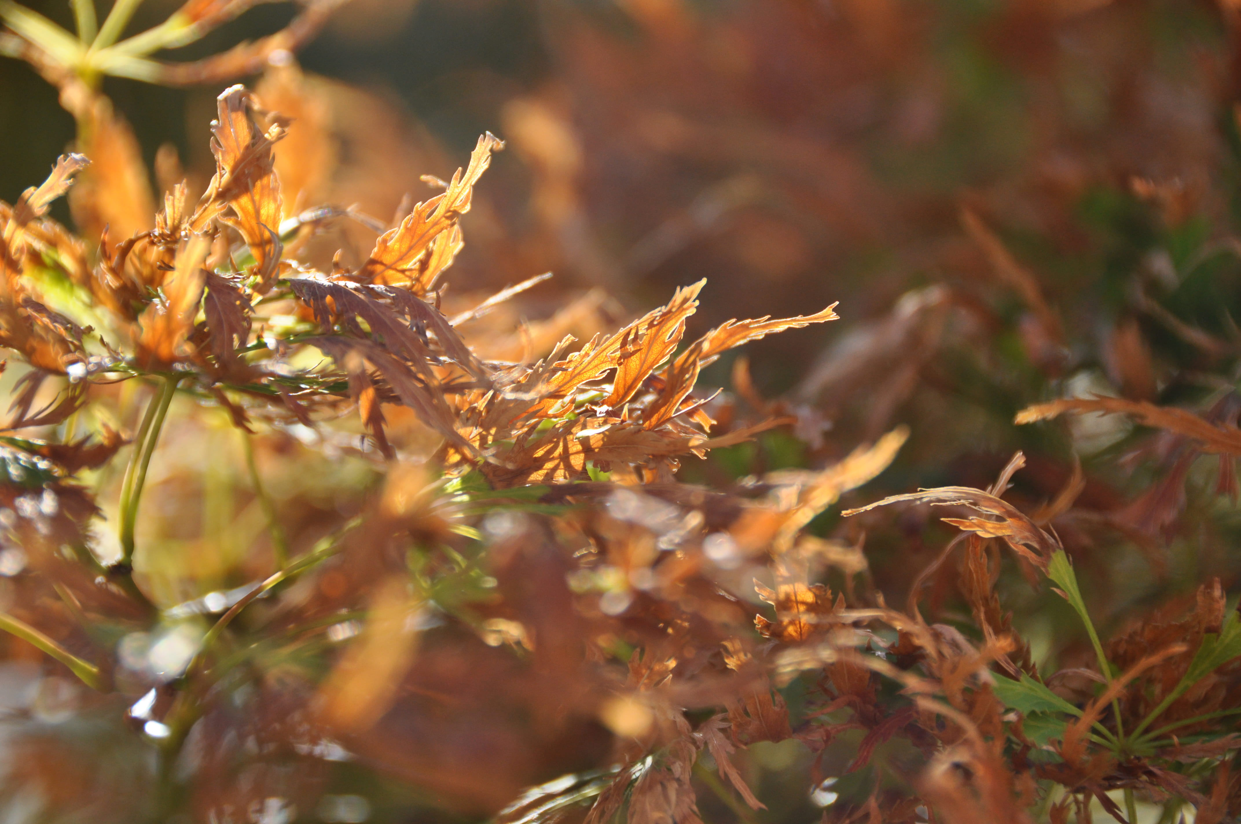 plant, golden hour, growth, plants, outdoors, sunshine, green color, plant part, field, land, japanese maple, day, leaf, glow, brown, food and drink, selective focus, HD Wallpaper