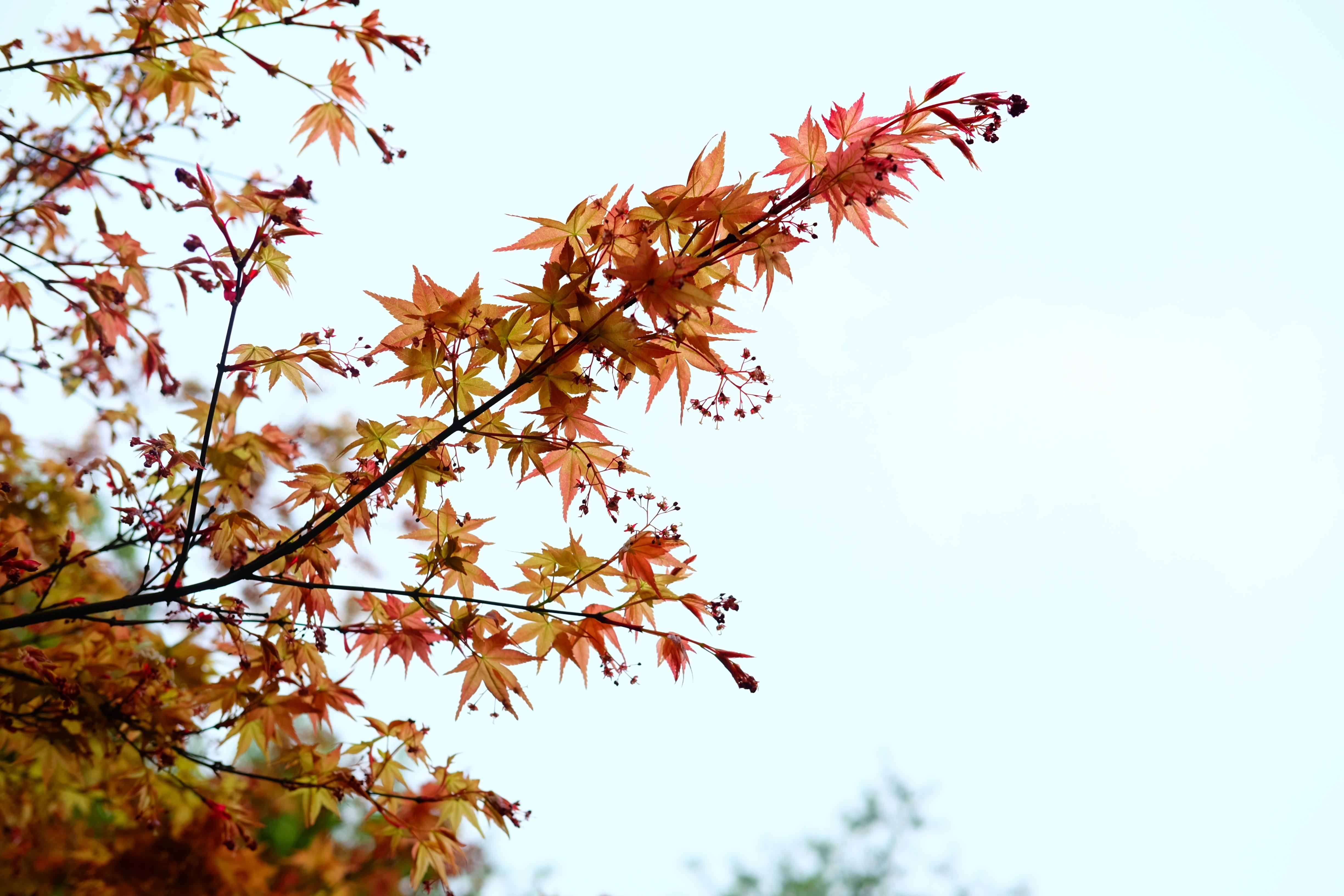 4K, natural condition, acer palmatum, tree, plant part, branch, beauty in nature, leaf, maple leaf, nature, maple, day, clear sky, outdoors, change, growth, HD Wallpaper