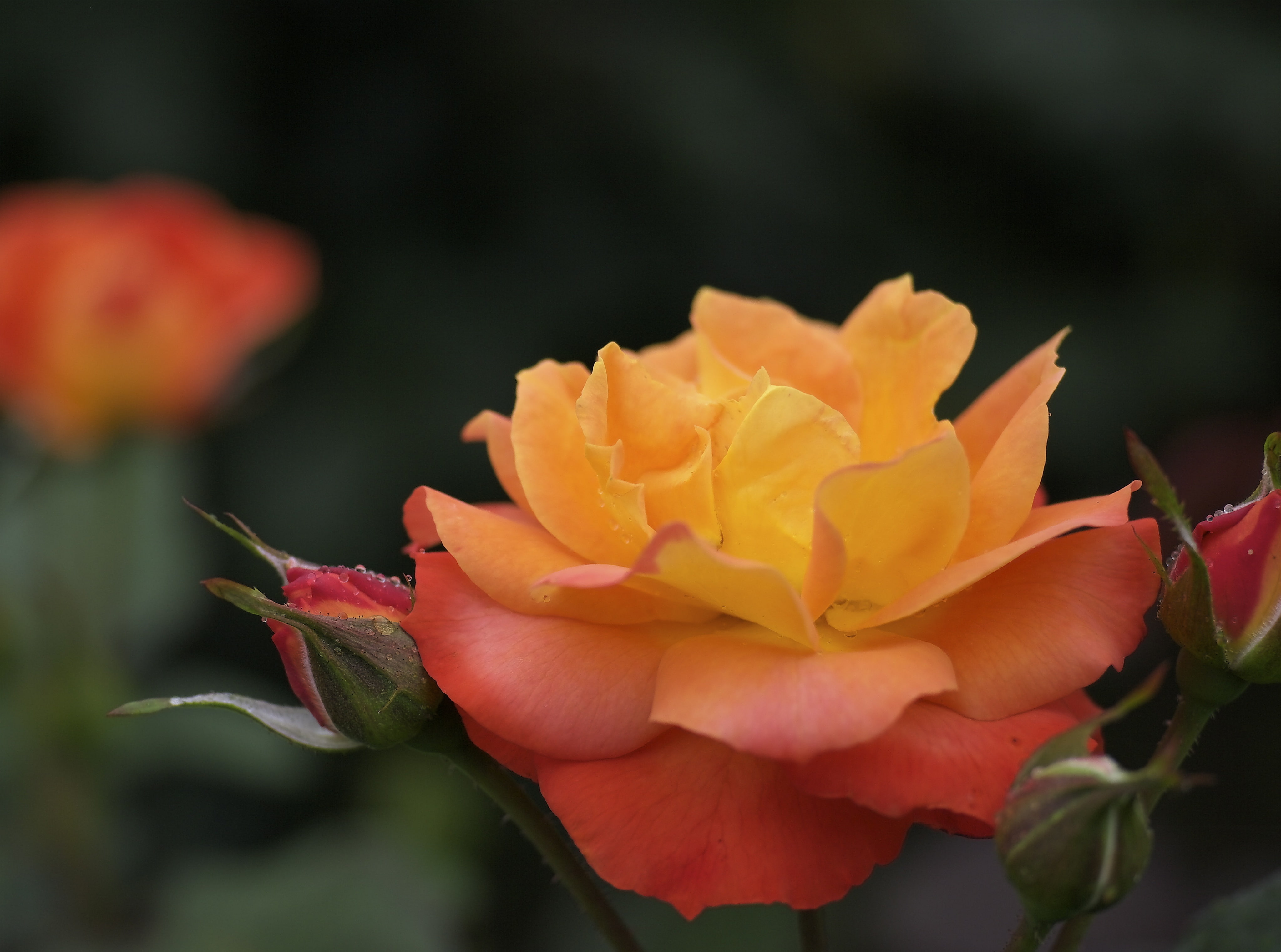inflorescence, fragility, focus on foreground, Voigtlander, 4K, rose - flower, selective focus, outdoors, petal, yellow, bokeh, flowering plant, no people, HD Wallpaper