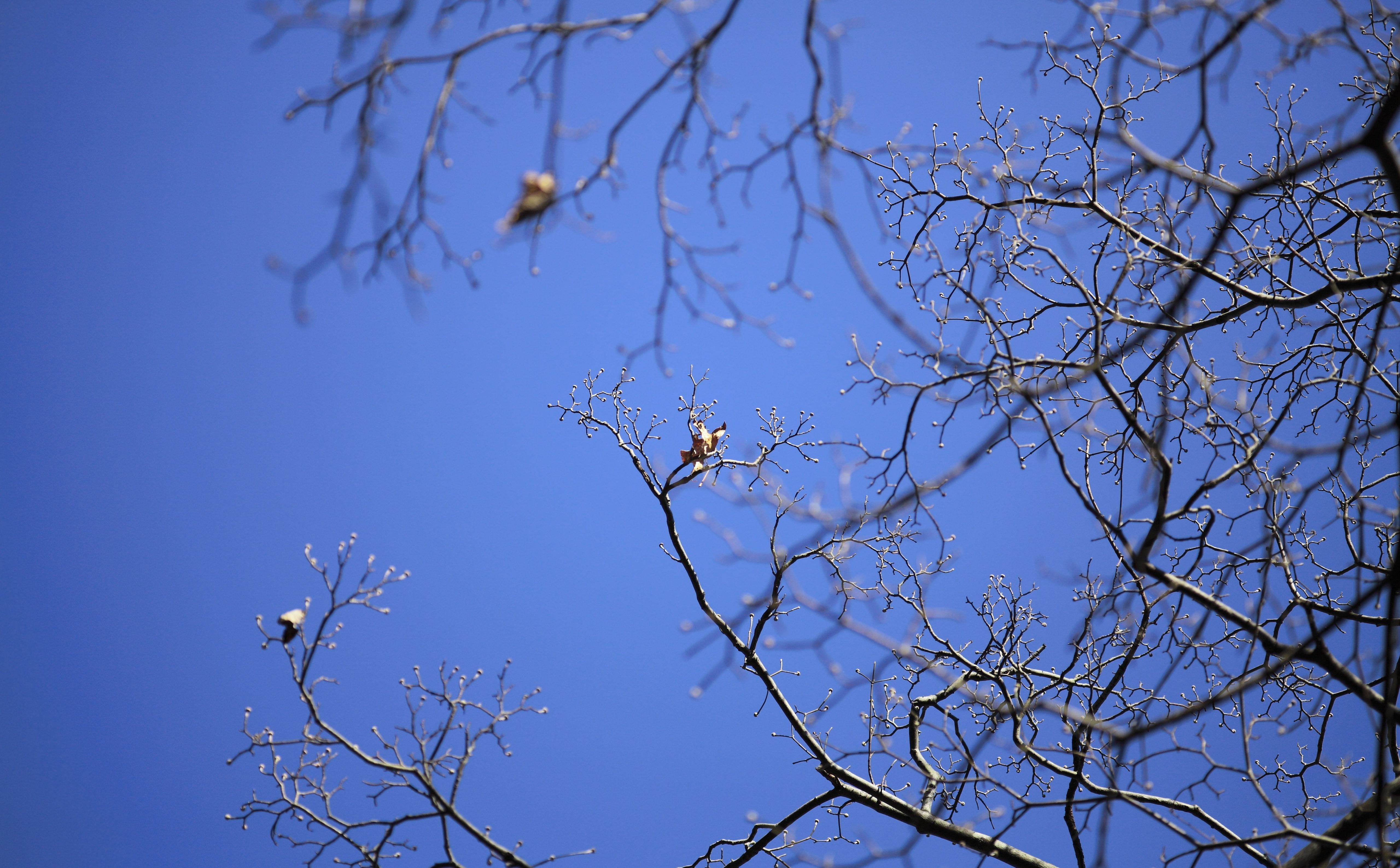 Japan, tree, pkeos, tranquility, cosina, kmount, one animal, bokeh, animal themes, bare tree, bluesky, blue, sky, Voigtlander, nature, clear sky, animal wildlife, HD Wallpaper