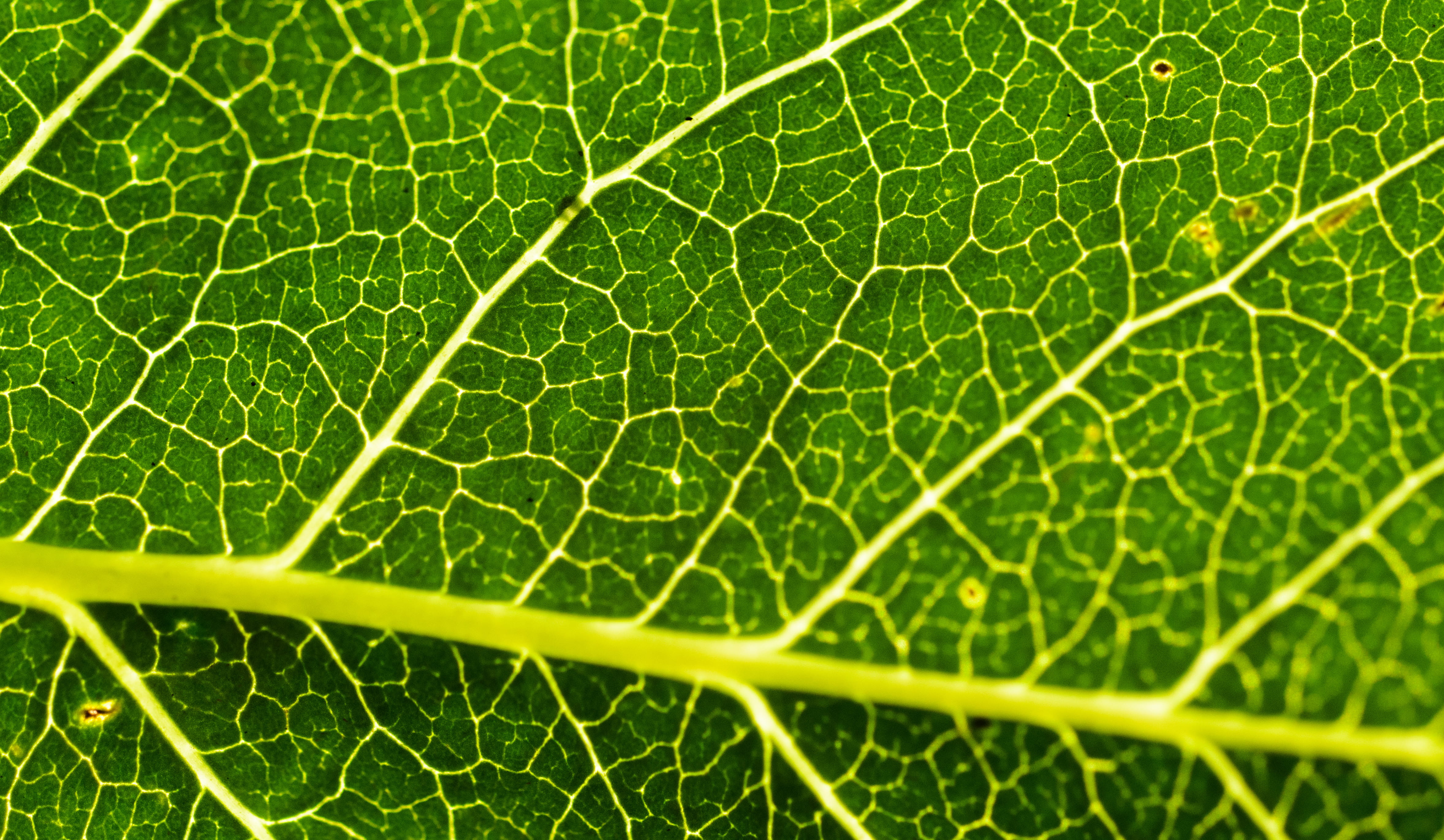 textured effect, plant part, leaf vein, blatt, fragility, 4K, macro, outdoors, no people, tree, leaf, freshness, green color, pattern, nature, structure, HD Wallpaper