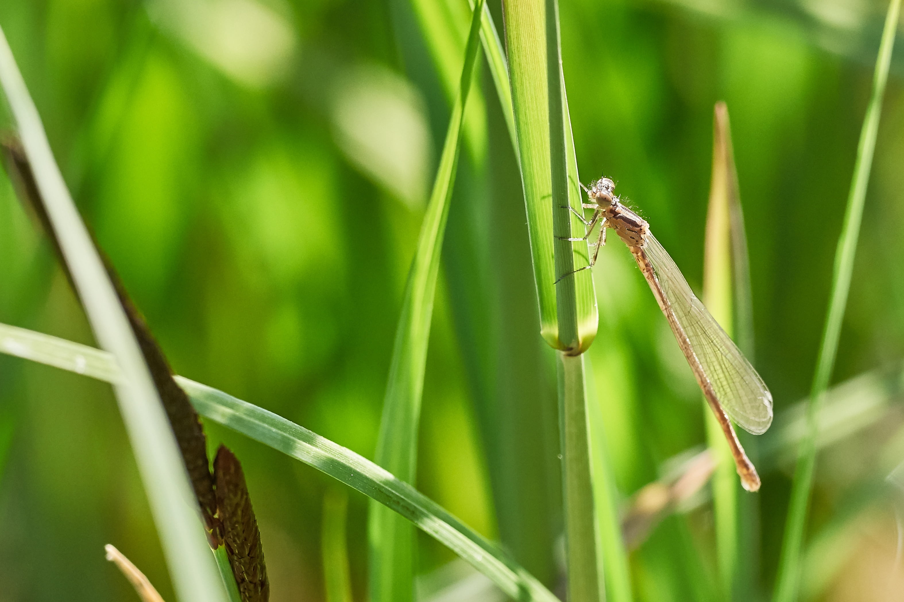 invertebrate, crop, leaves, dragonfly, nature, plant, animal wing, beauty in nature, blade of grass, animal, animal themes, 2K, outdoors, day, macro, cereal plant, HD Wallpaper