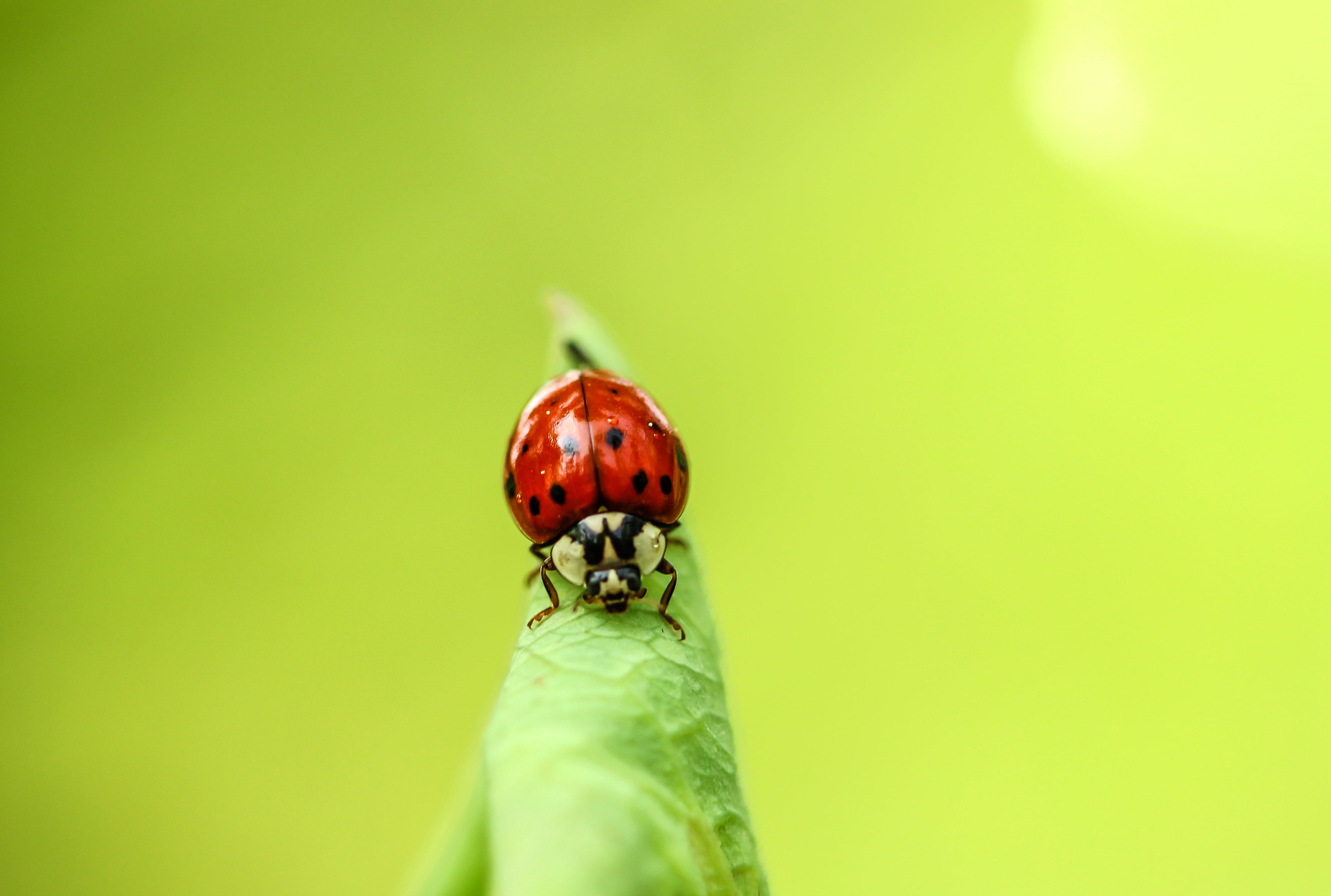 red, weekend, spotted, animal, green Color, macro, closeup, close-up, Makro, small, nature, handheld, photo, leaf, 4K, insect, Blatt, ladybug, plant, summer, HD Wallpaper