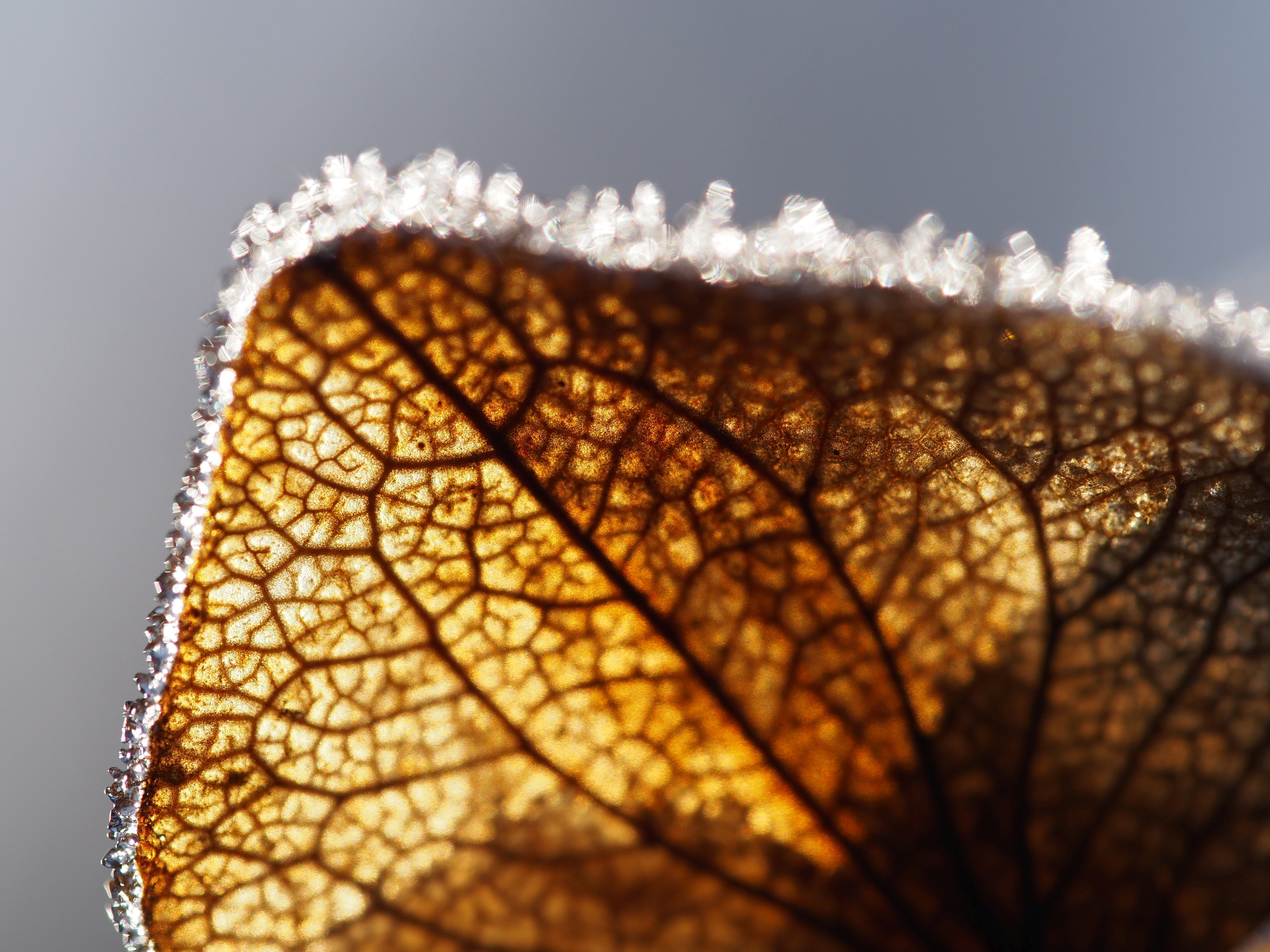 frosty, blatt, close, reif, macro, brown, nature, 4K, close up photography, backgrounds, frost, close-up, winter, photography, icy, leaf, eis, makro, drop, HD Wallpaper
