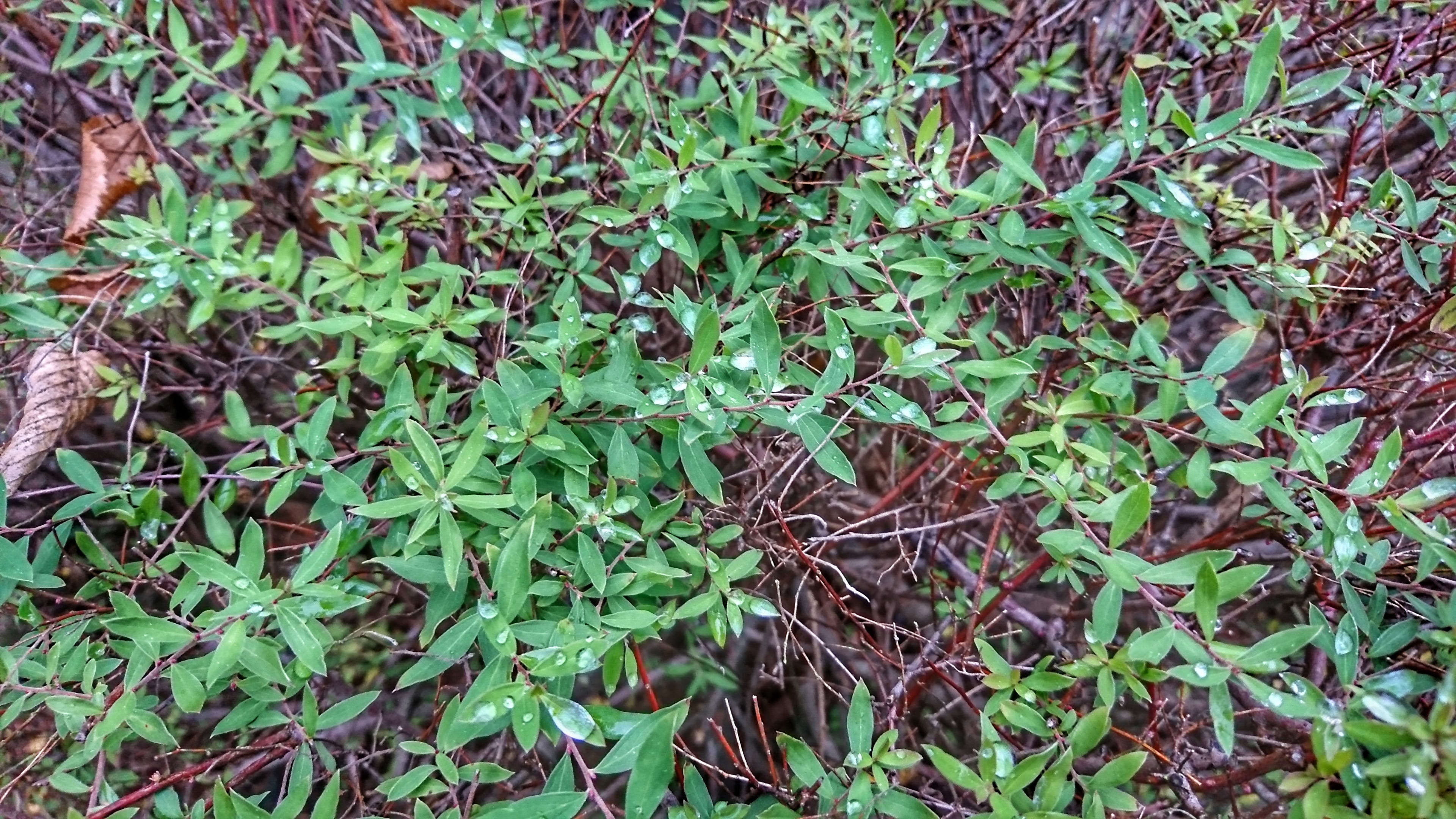 grass, tranquility, natur, high angle view, clover, plant part, outdoors, green, plant, wachstum, ground, nature, growth, holz, im freien, close-up, freshness, HD Wallpaper