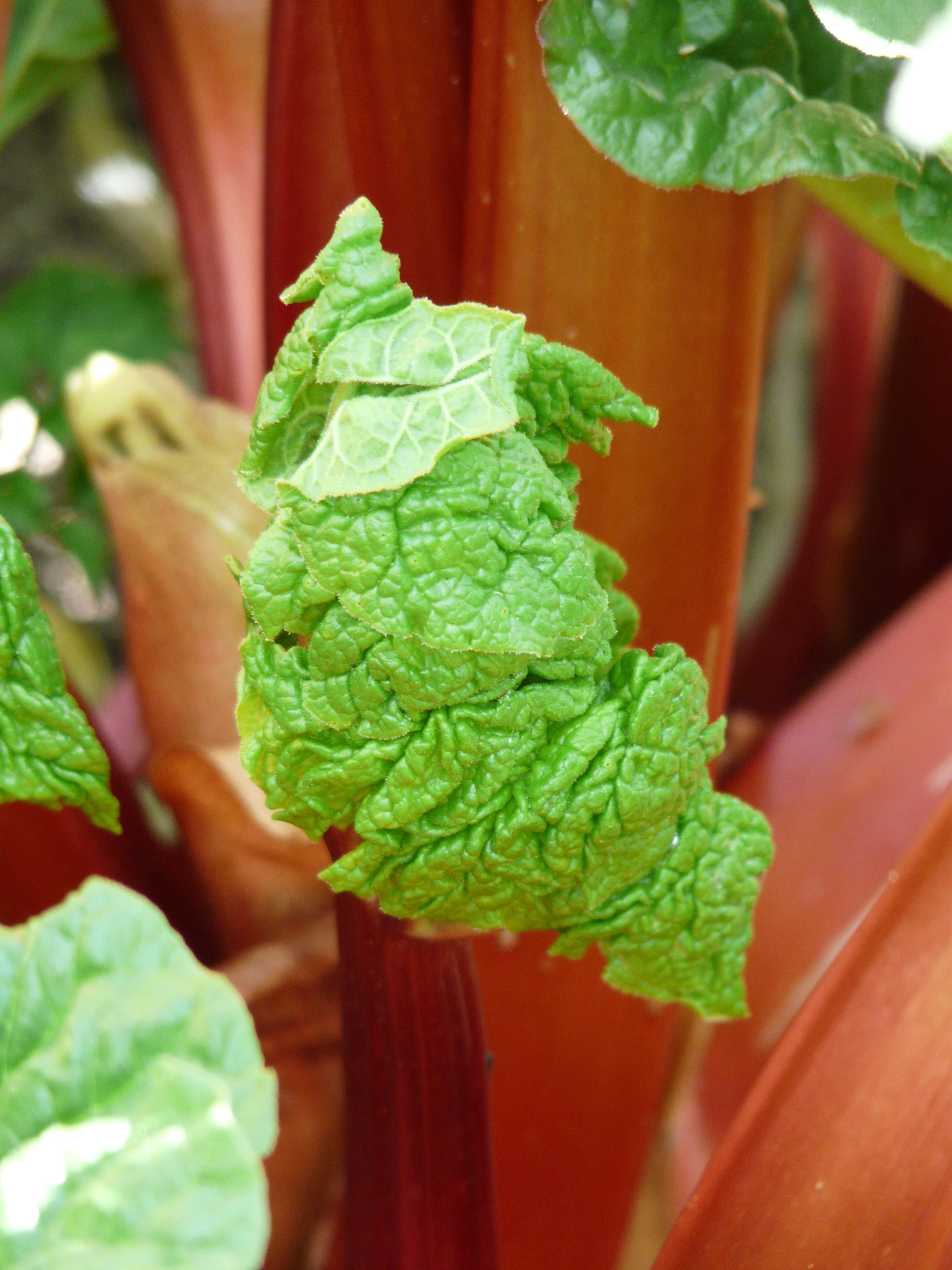 2K, plant, focus on foreground, garden, growth, close-up, polygalas, rhubarb, vegetable, nature, rheum rhabarbarum, vegetables, green, red, green color, Phone HD Wallpaper