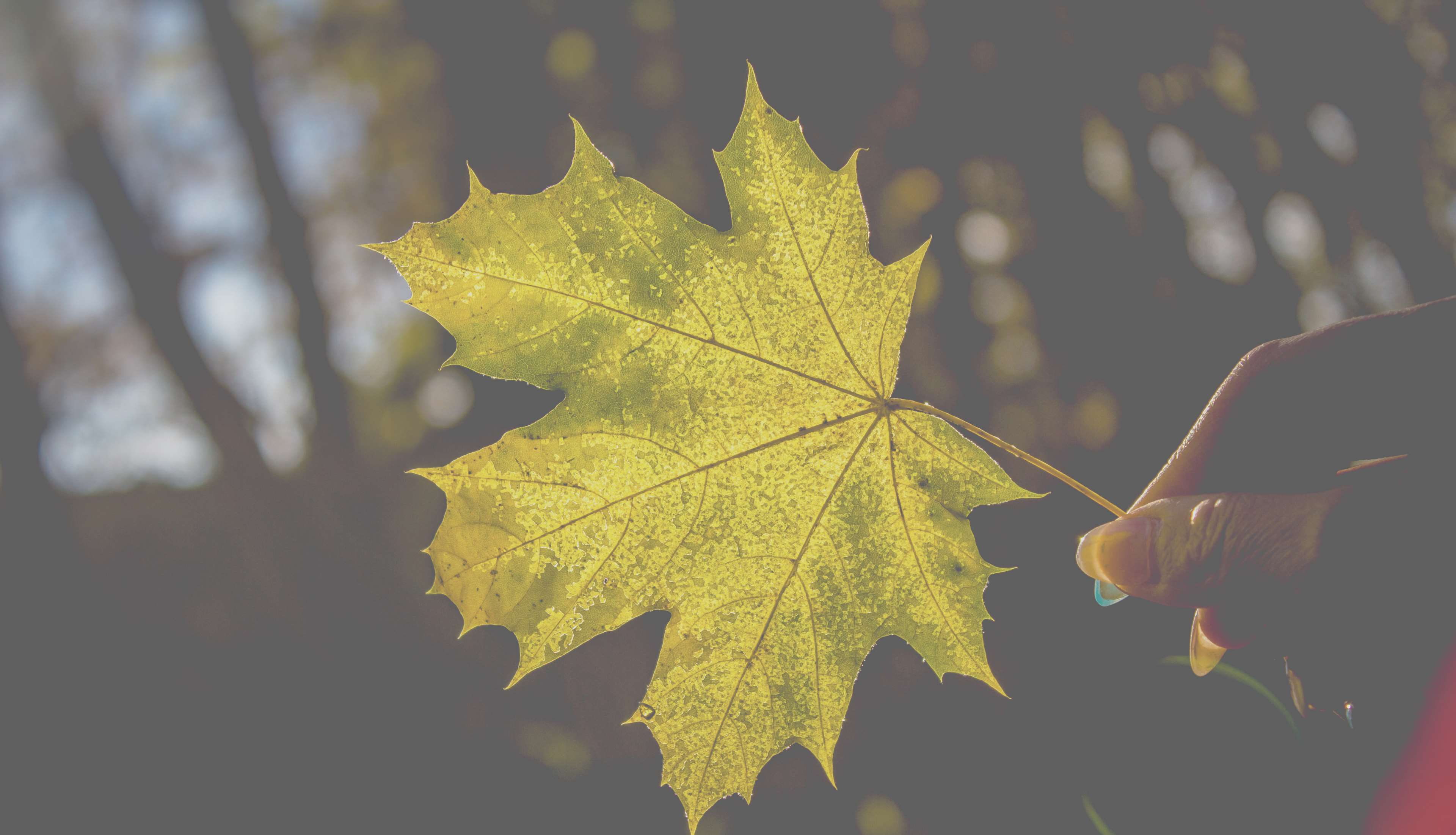 outdoors, leaf vein, human body part, human hand, plant part, blatt, 4K, hand, change, yellow, plant, day, people, finger, human limb, close-up, autumn, HD Wallpaper
