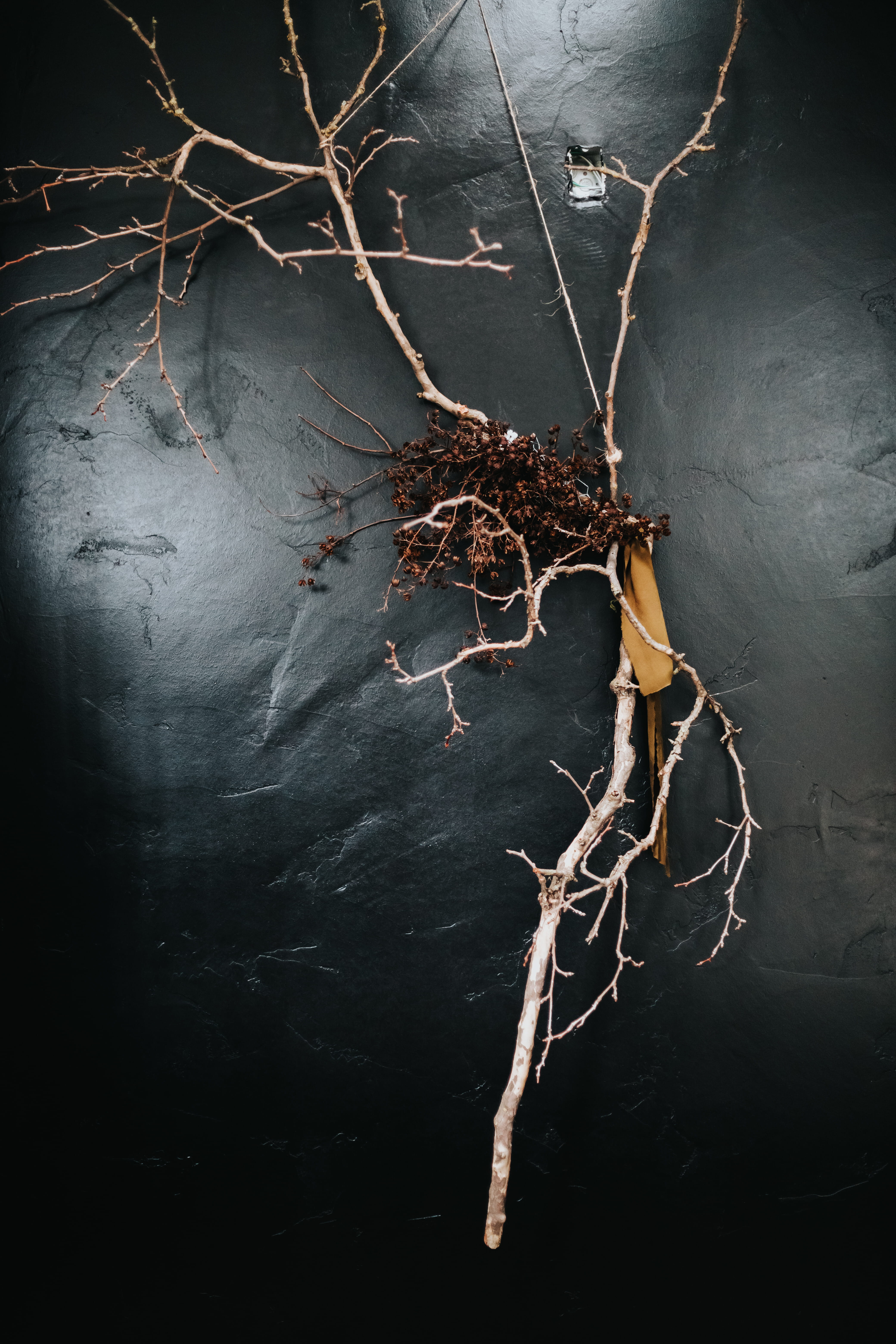 focus on foreground, black, background, day, leaf, dry, earthy, dead plant, earth, no people, branch, white, wall - building feature, auburn, Phone HD Wallpaper