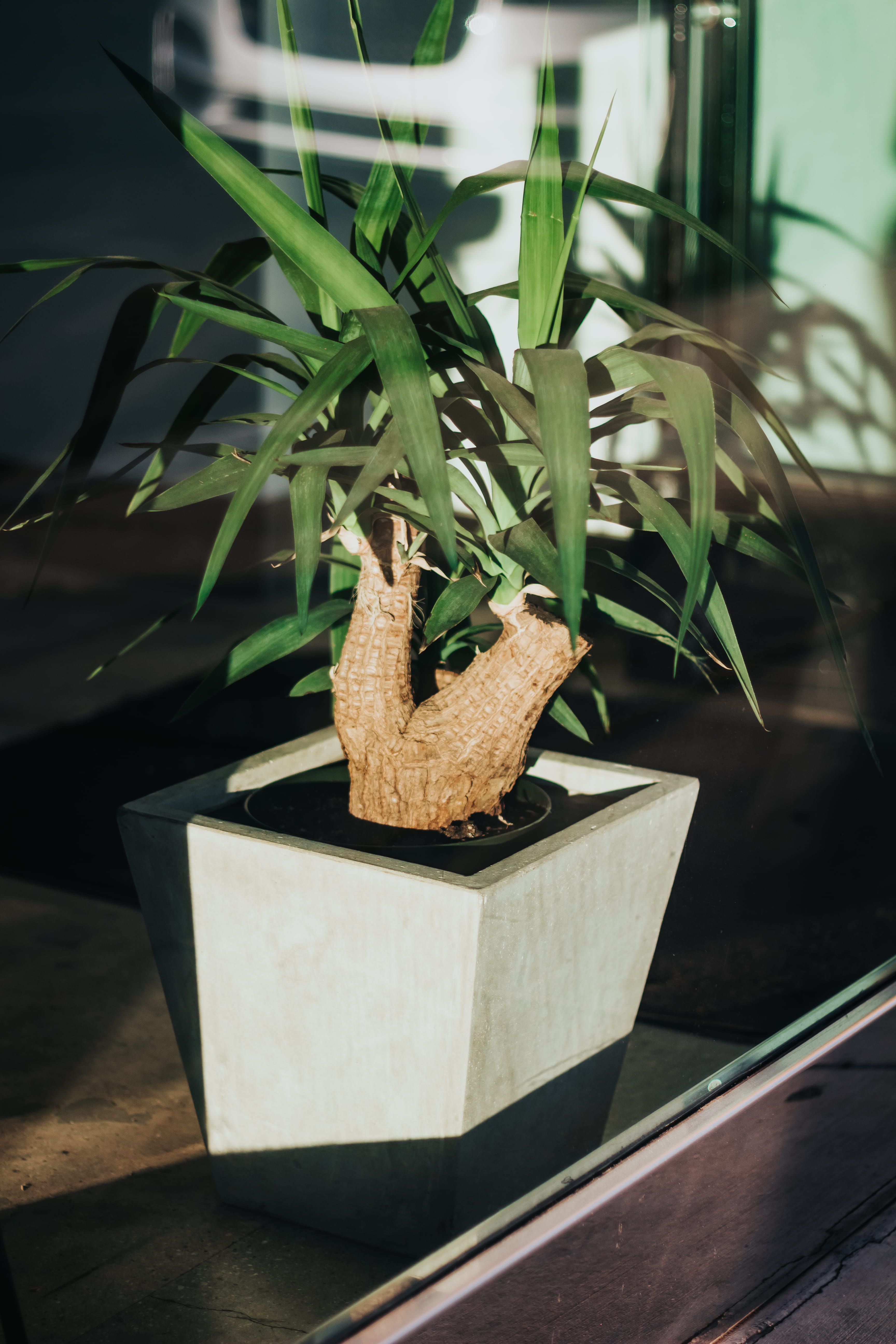 greenery, united states, 5K, wood - material, leaf, background, no people, green color, point five, selective focus, plant, table, food and drink, light, Phone HD Wallpaper