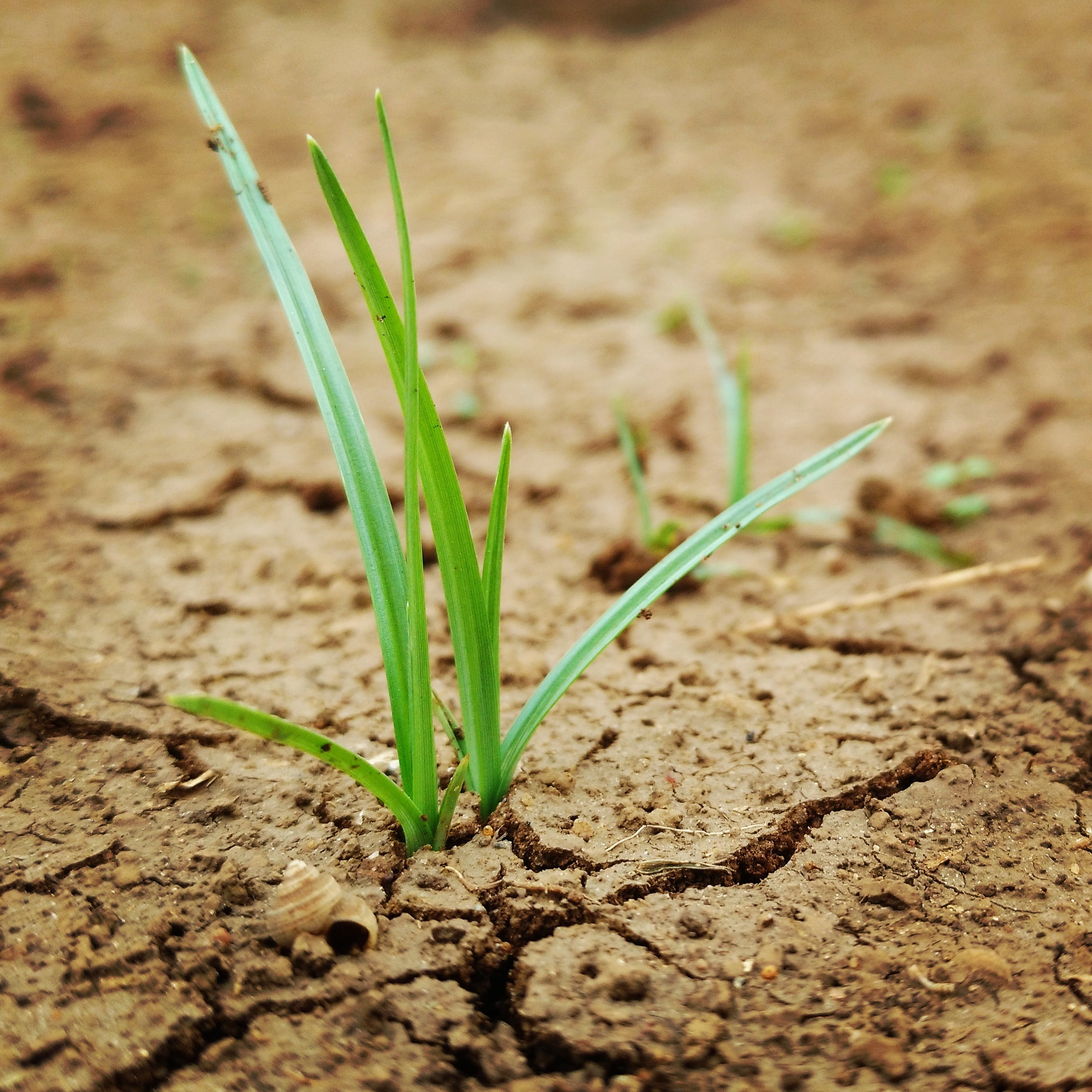 plant part, dirt, freshness, seedling, focus on foreground, 1080P, beauty in nature, crack, gardening, new Life, day, beginnings, cultivated, close-up, Phone HD Wallpaper