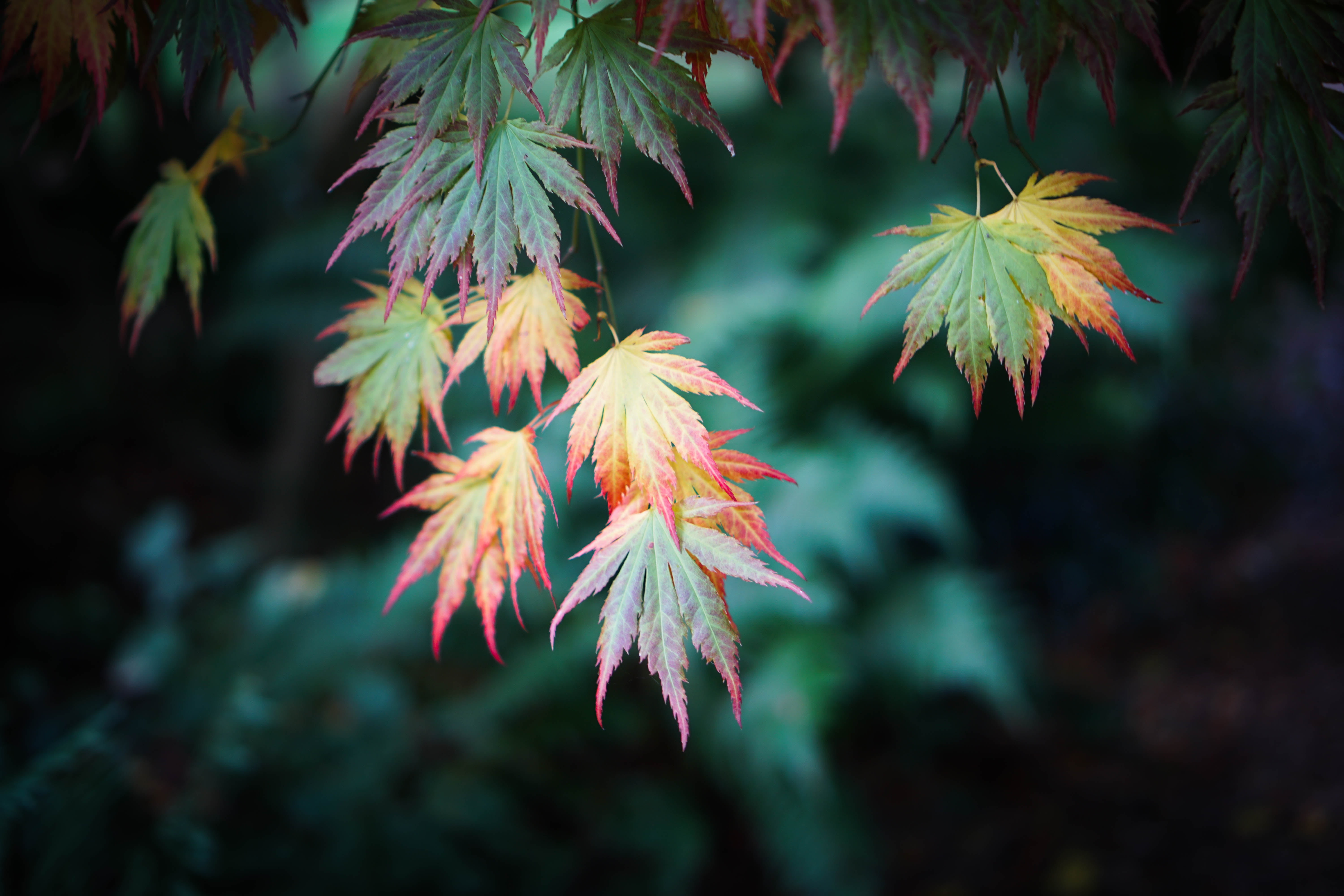 outdoors, leaf, 5K, tree, yellow, nature, colour, green, autumn, Batsford  arboretum, leafed, forest, Leaves  green, Autumn Leaves, HD Wallpaper